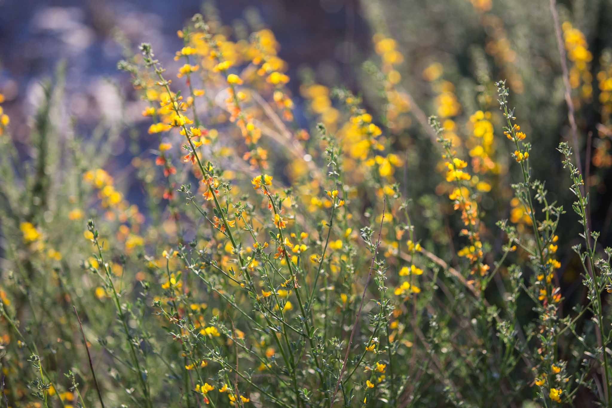 Petite Yellow and Orange Blossoms - If you know what these are, I would be interested in knowing too!