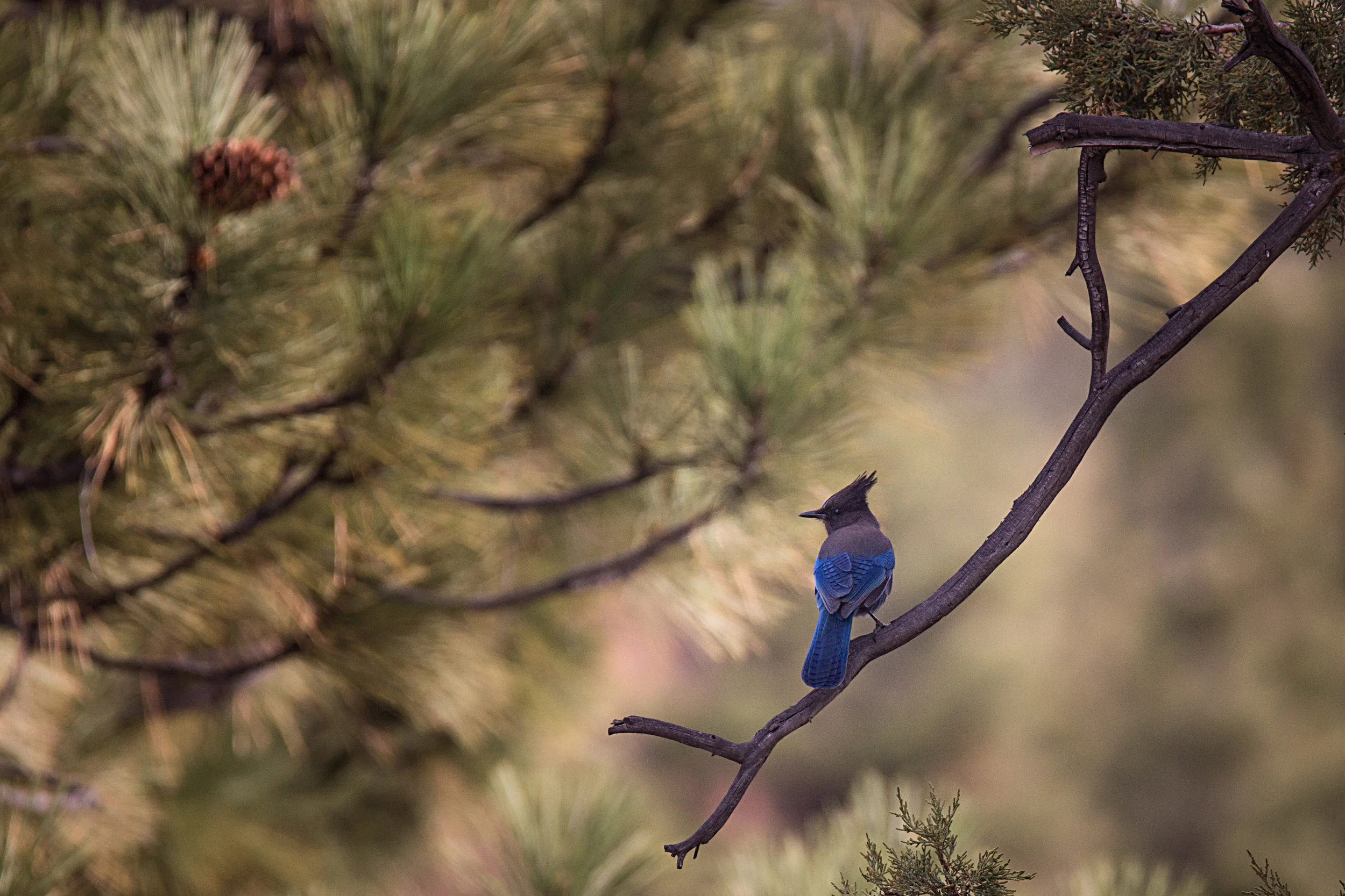Steller's Jay - 1