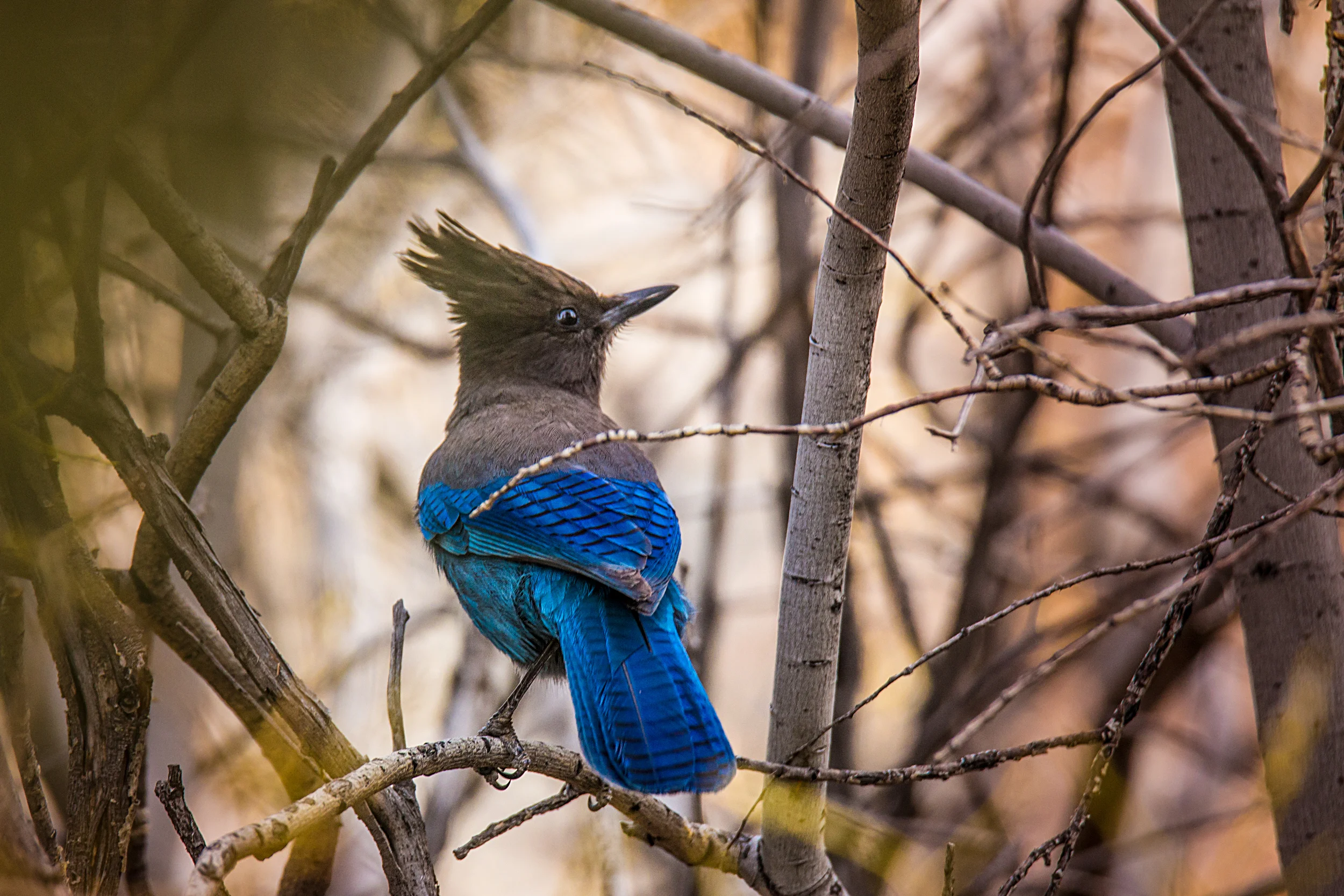 Steller's Jay - 2
