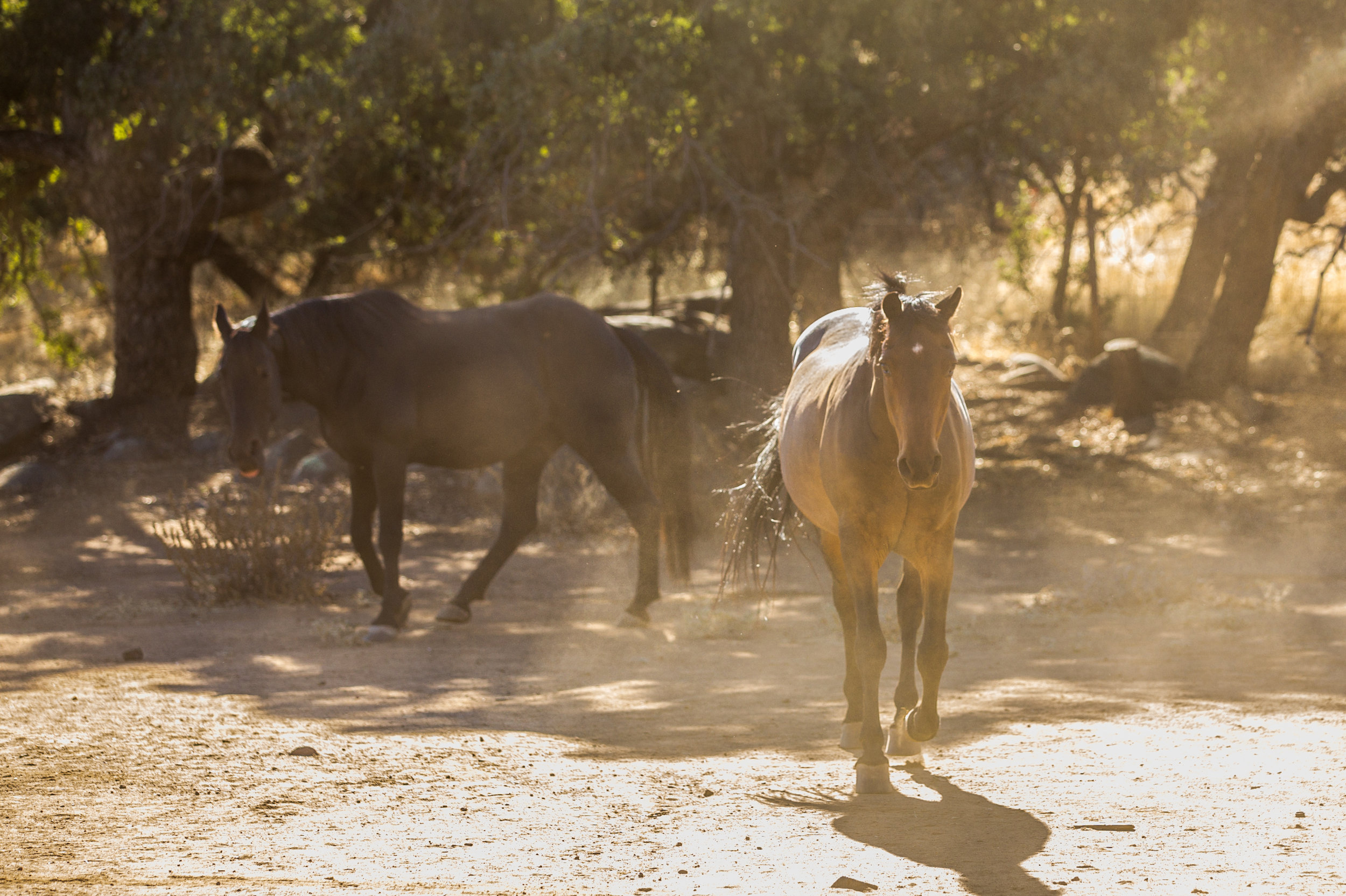 Rescue horses run up to greet us.