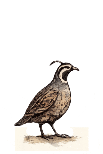 Gif_Quail.gif