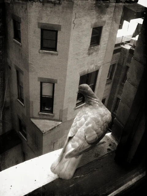 NYCpigeon.jpg