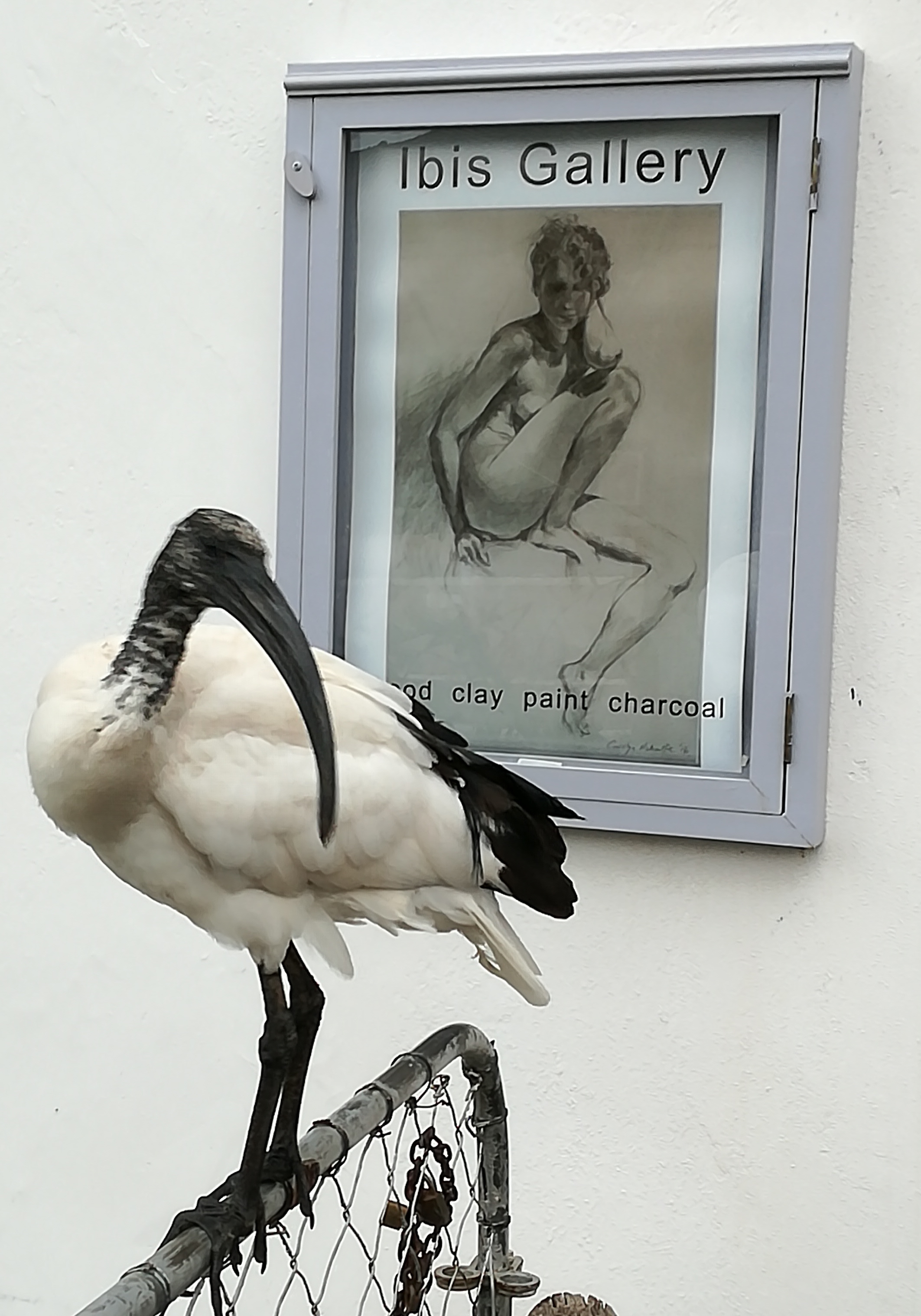 Turkey the Sacred Ibis. An orphan from the past breeding season who lives in and around the gallery