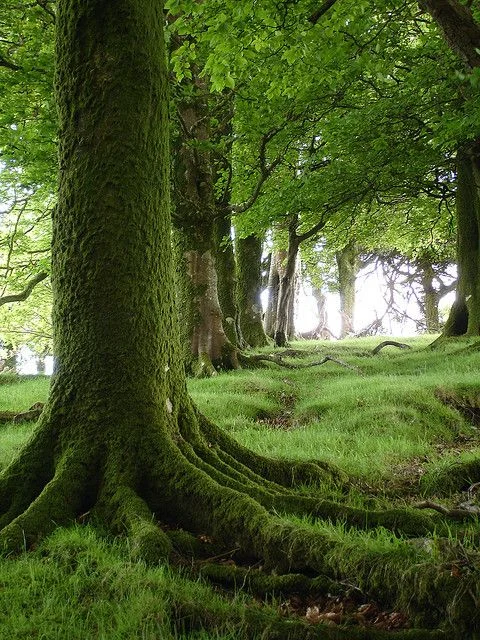 Beech tree.jpg