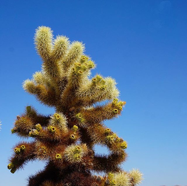 Autumn explorations. 
#joshuatree #california #nationalpark #cholla #cactus #desert #travel #explore #adventure  #handmade #accessories