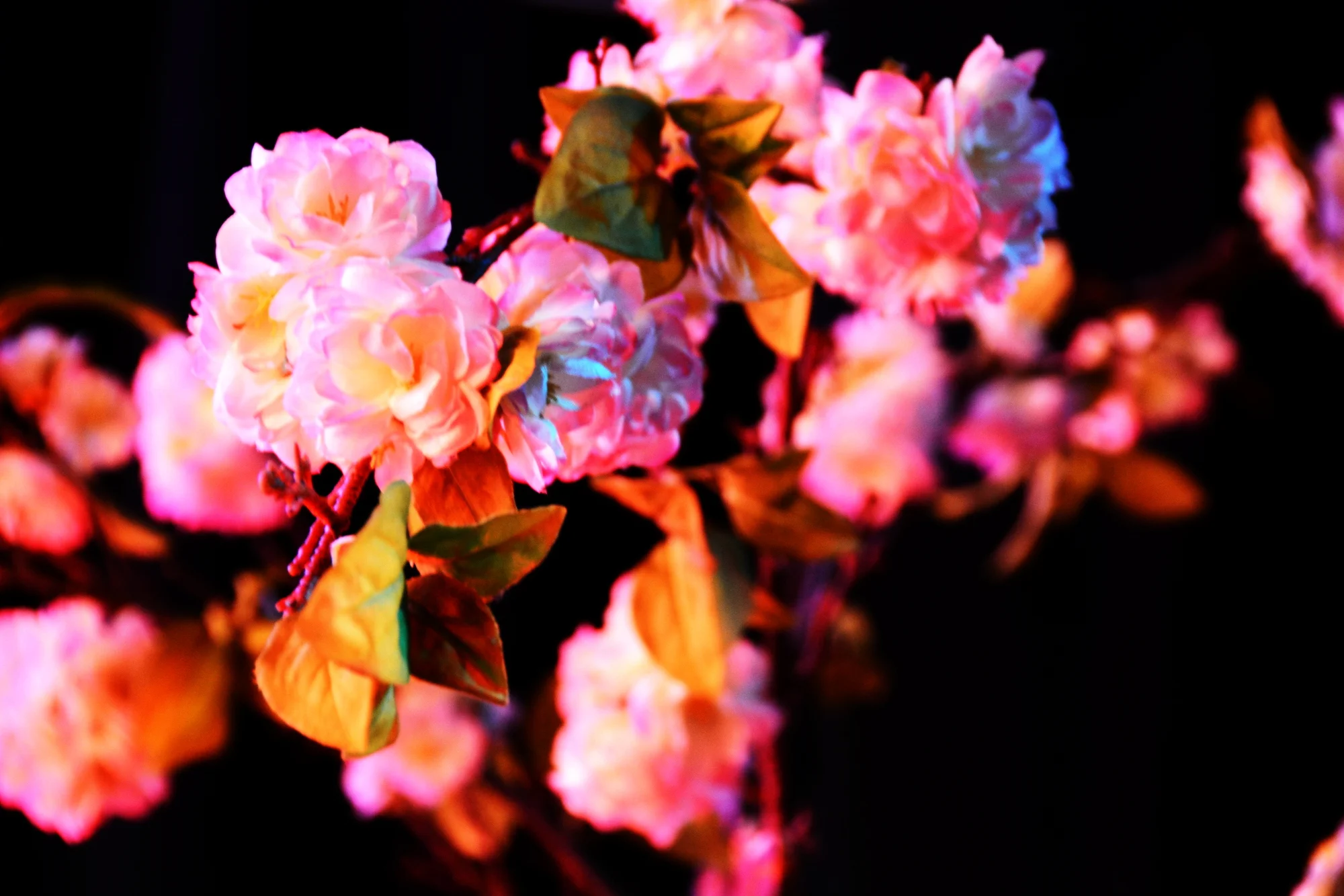 flowerbackdrop.JPG