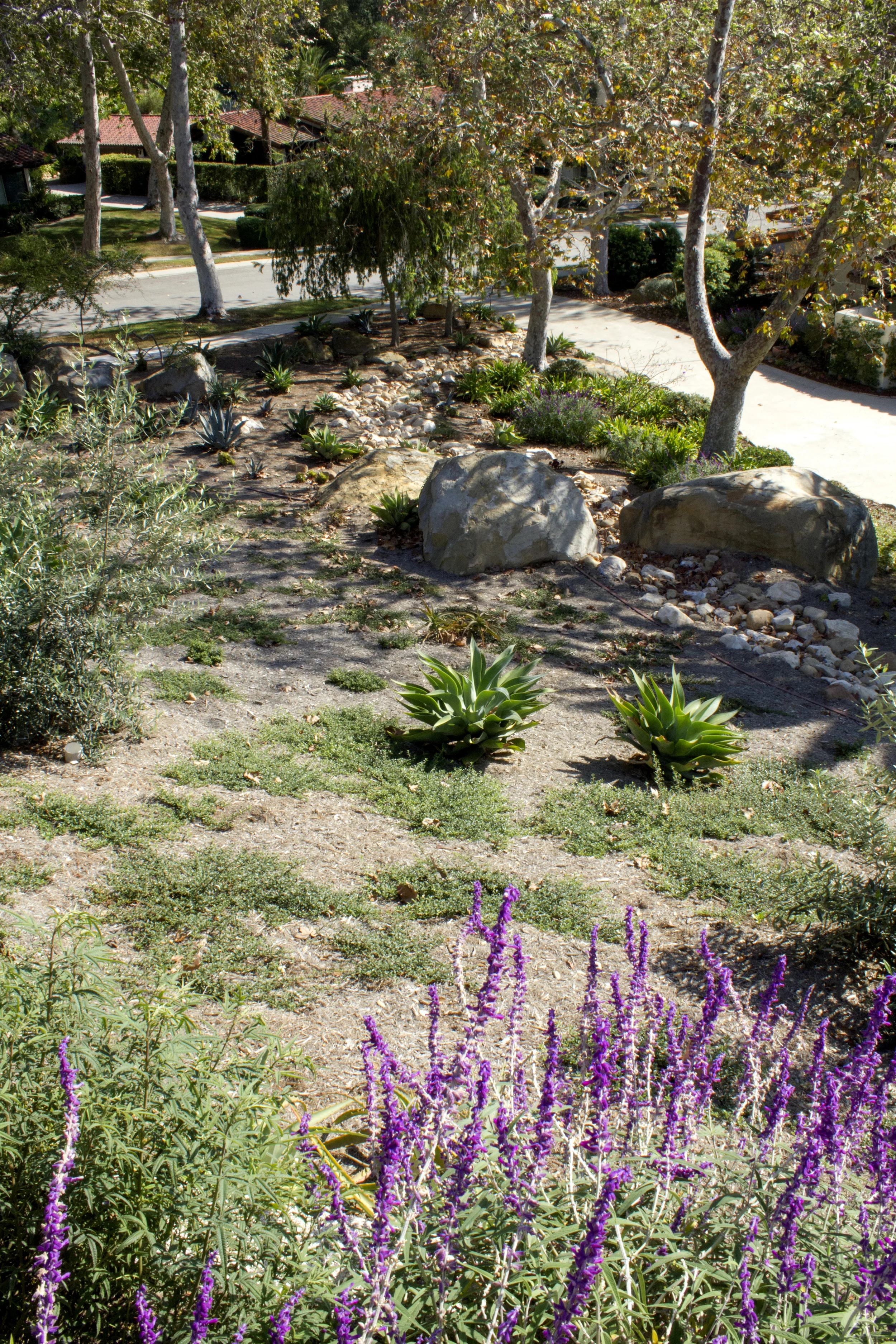 After: Replanted with low water plants