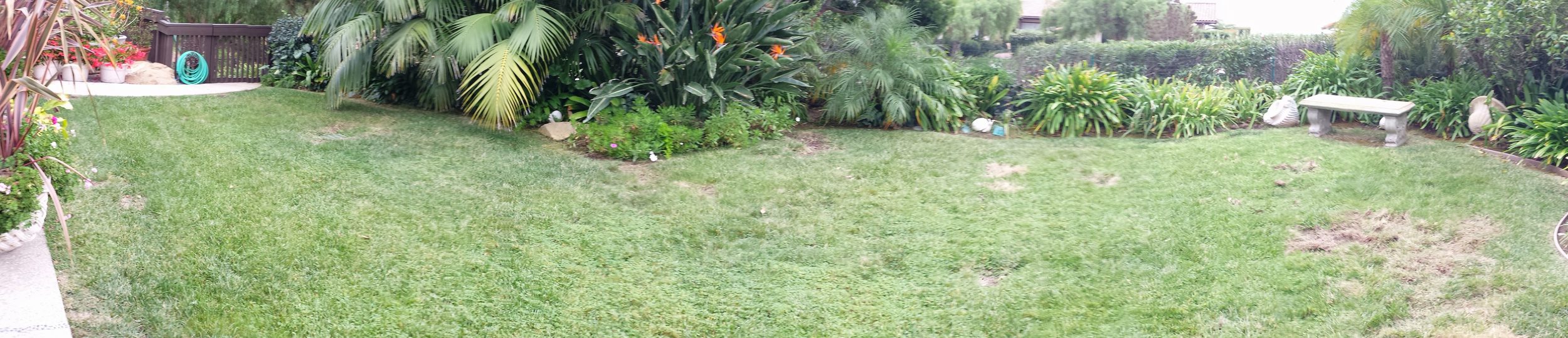 Panoramic view of small backyard lawn area. 