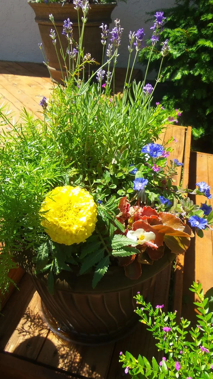 20150605_121043.jpg