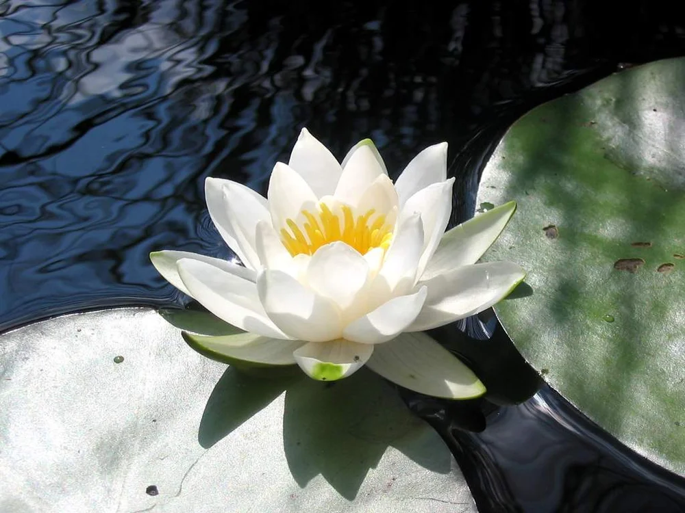 The Significance Of The Lotus Flower In Sikhi Sikh Forum Wolverhampton