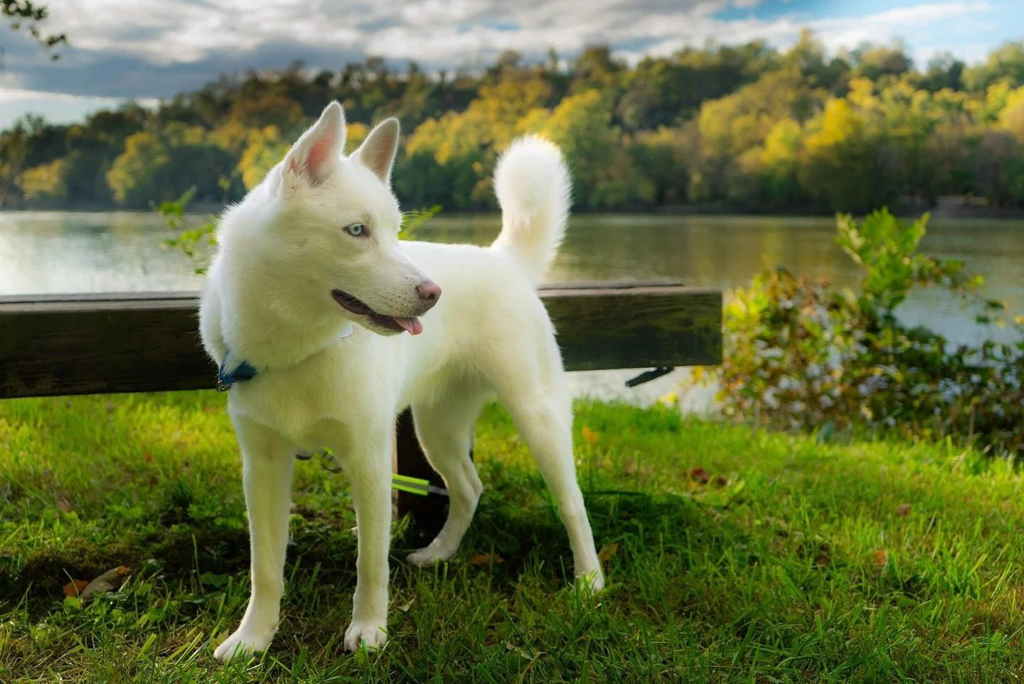 Waiting for the Leaves to Fall