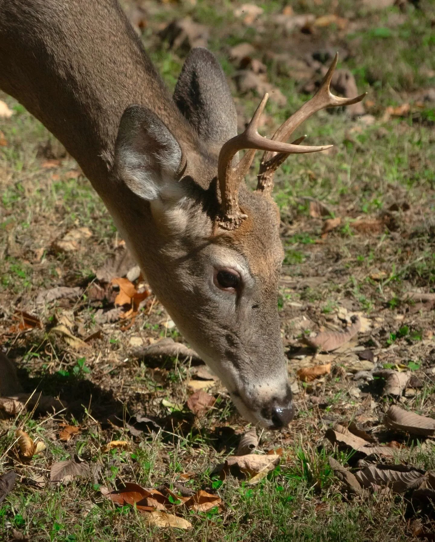 🍂 🦌