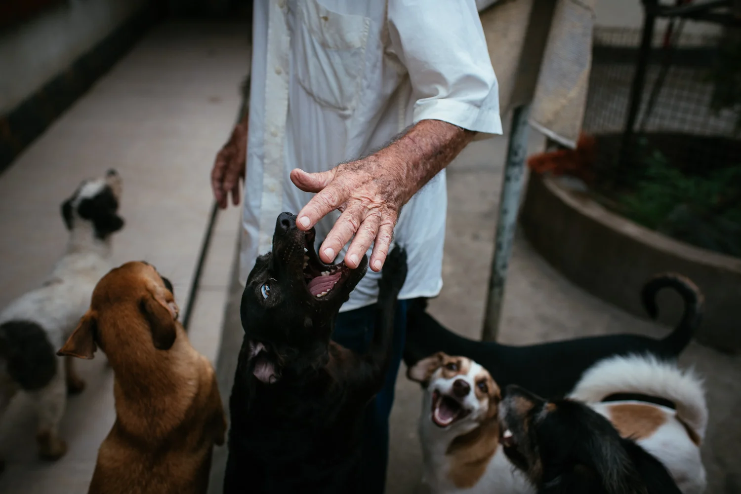 Euracy Aguiar Prado, 80, plays with some of his dogs in his backyard. Prado says they go through over 400 kg (880 lbs) of dog food per month. Rio de Janeiro, Brazil, 03-15-2015.
