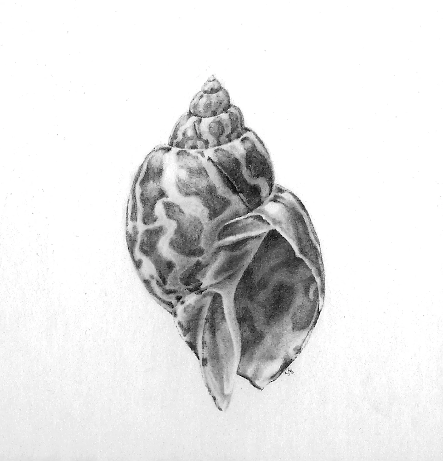 Shell
