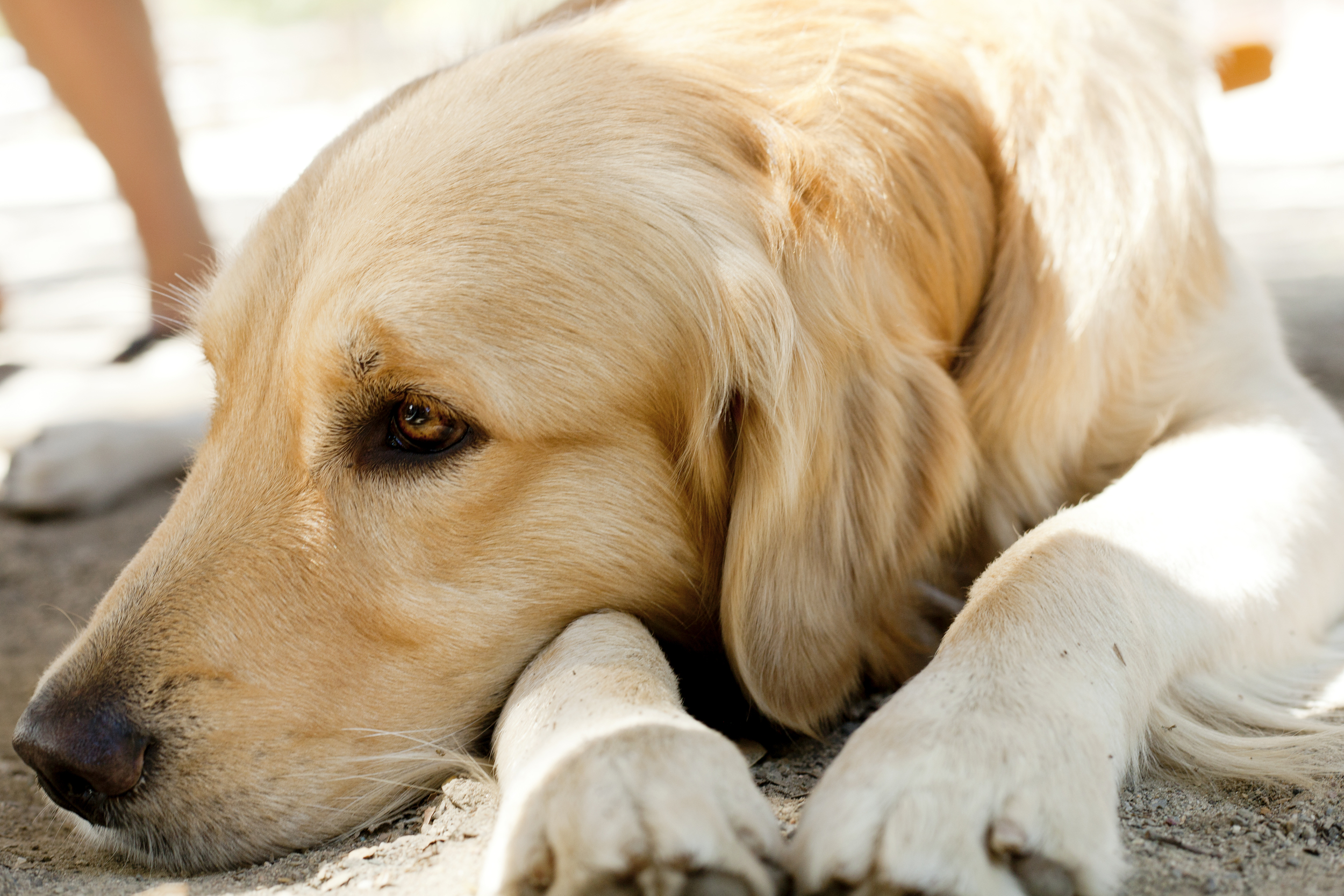 Animals_2014DEC20_Jackson.jpg