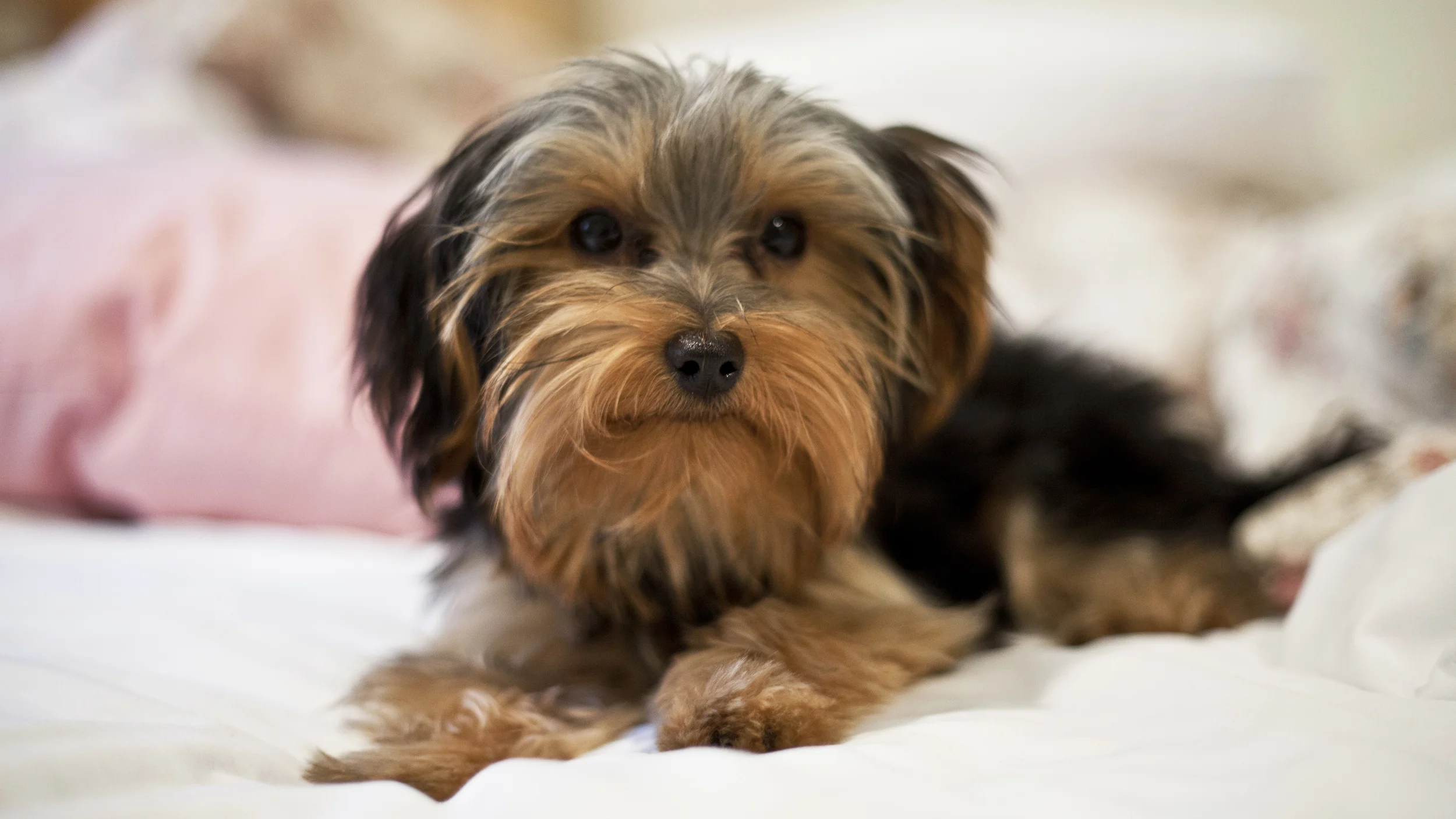 Driving to Tahoe_0002 as Smart Object-1.jpg