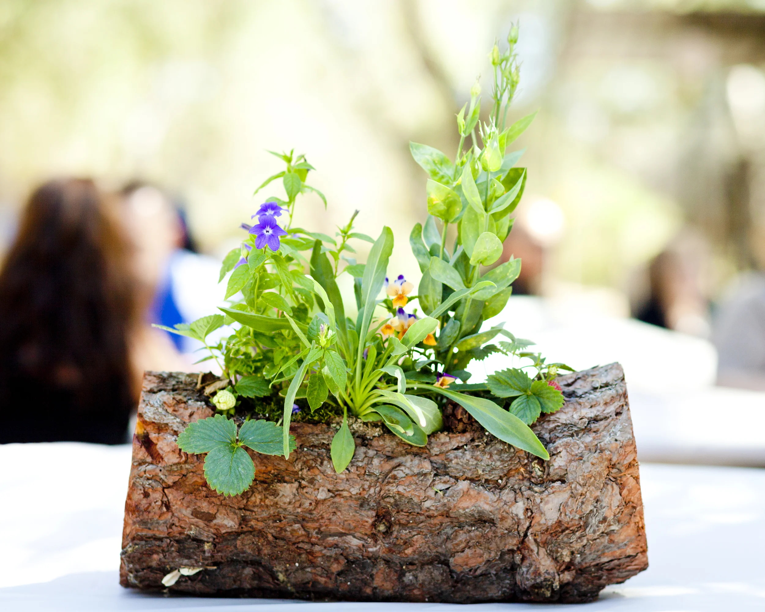 Carson City wedding ceremony near Lake Tahoe and Reno NV.