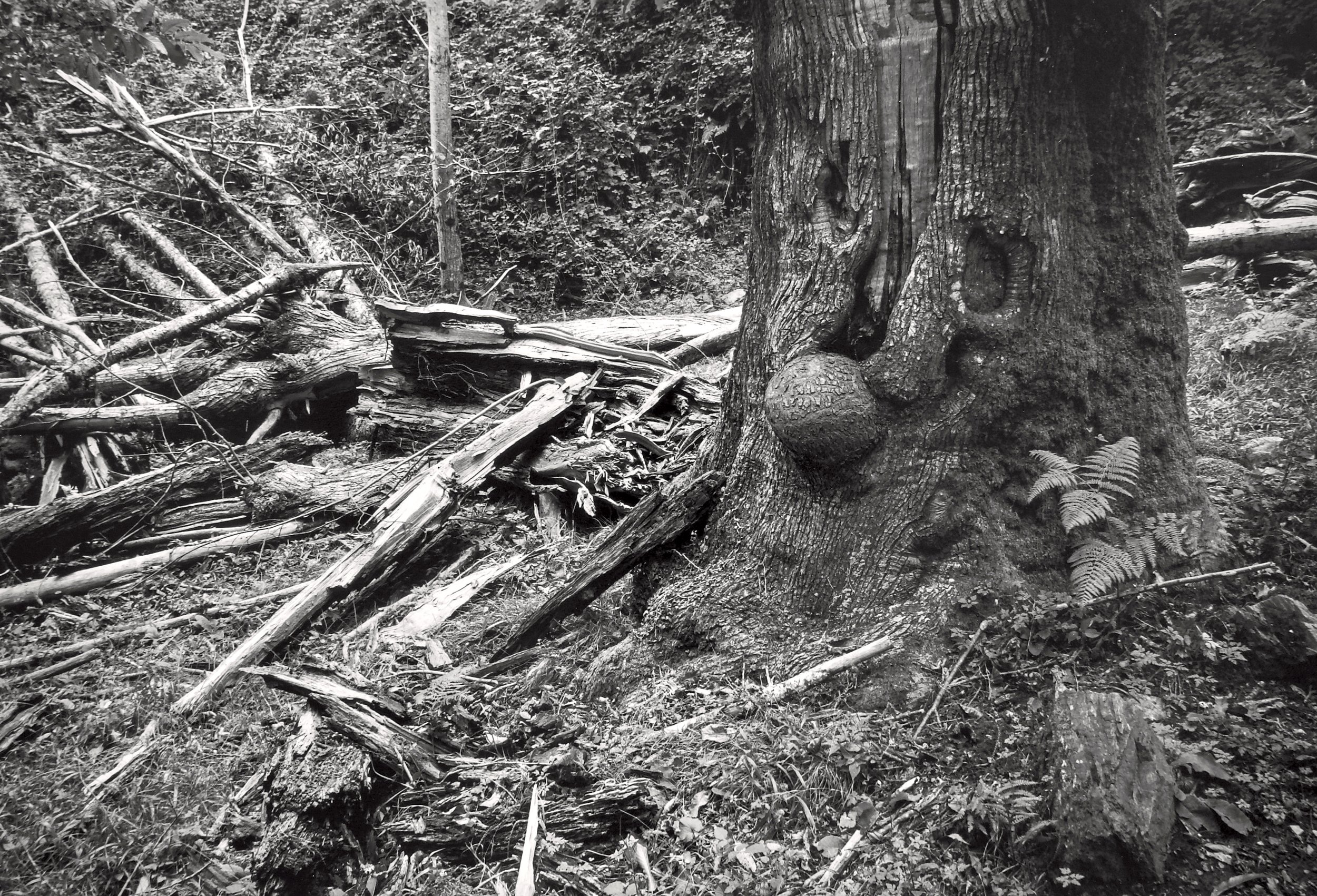 Cantrocha, Serra do Courel ca. 1994