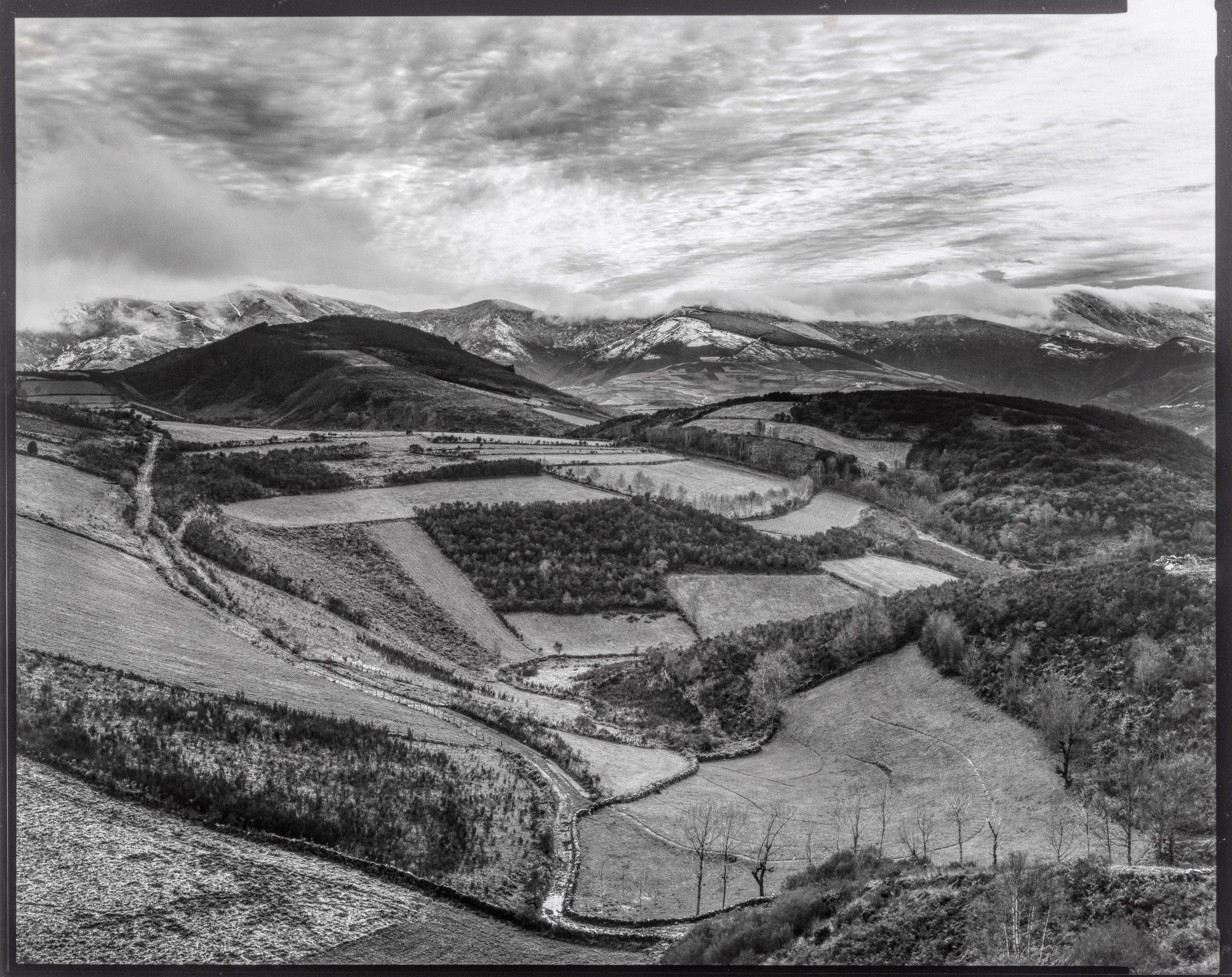 Calzas do cuco.