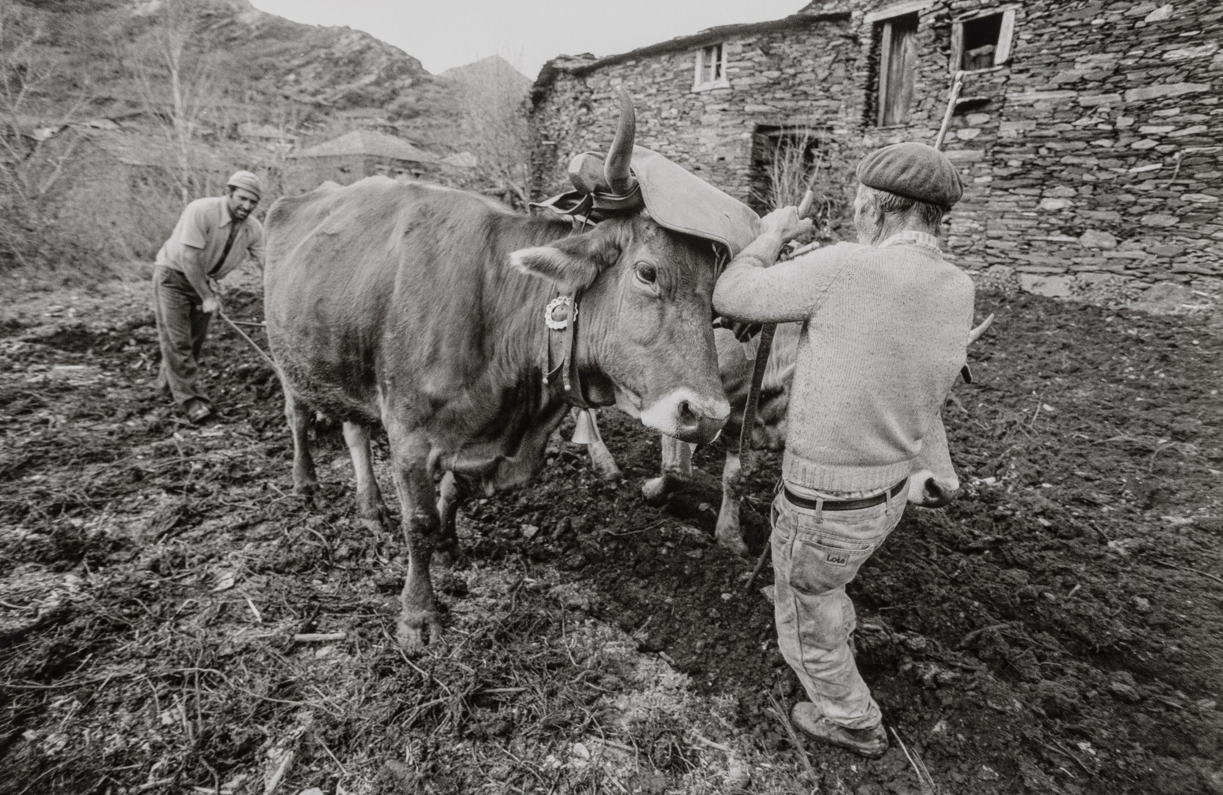 Traballando a terra. A Seara O Courel, 1984