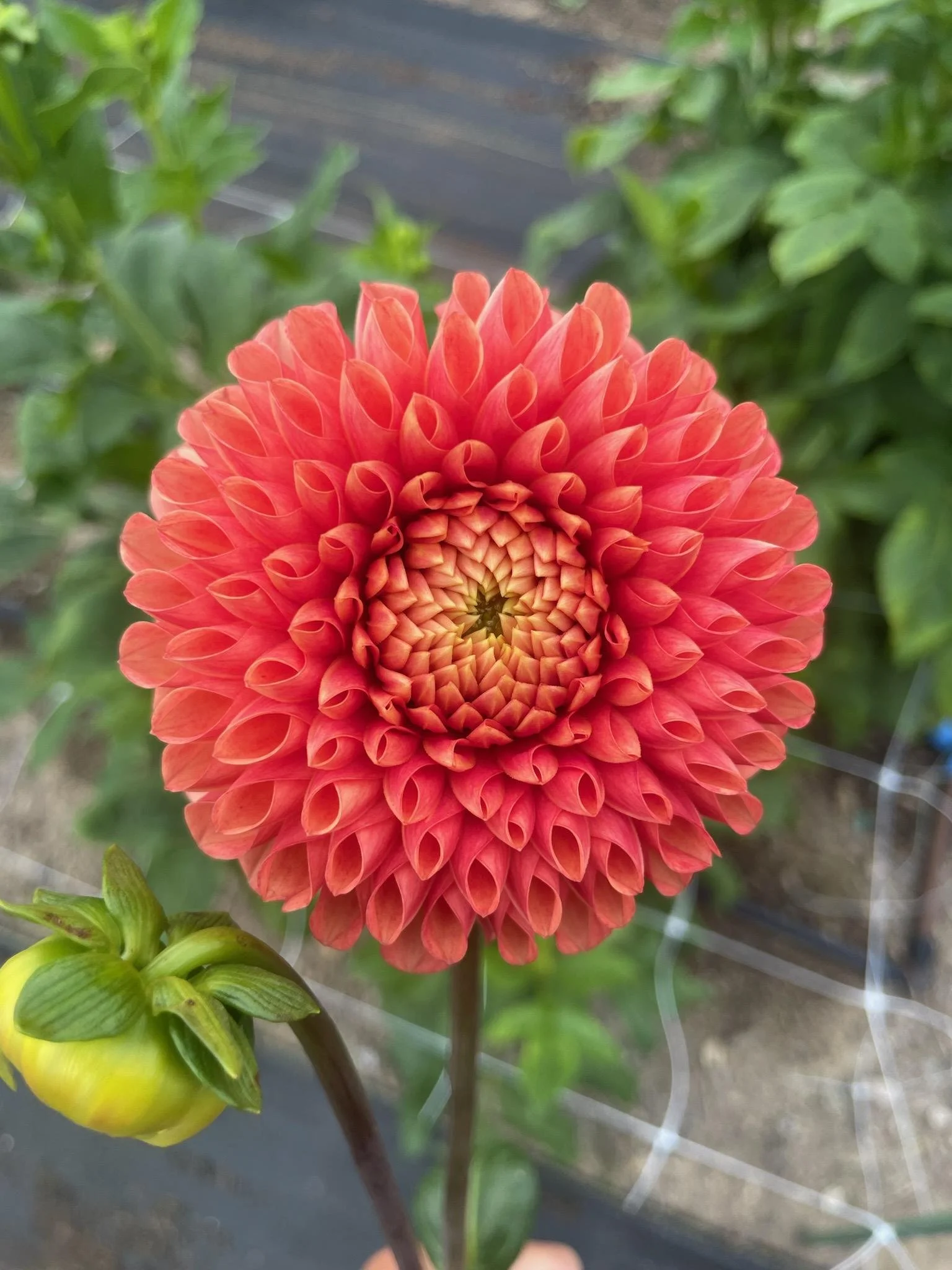 Jowey Nicky Dahlia Tuber: 2026 Spring Shipping