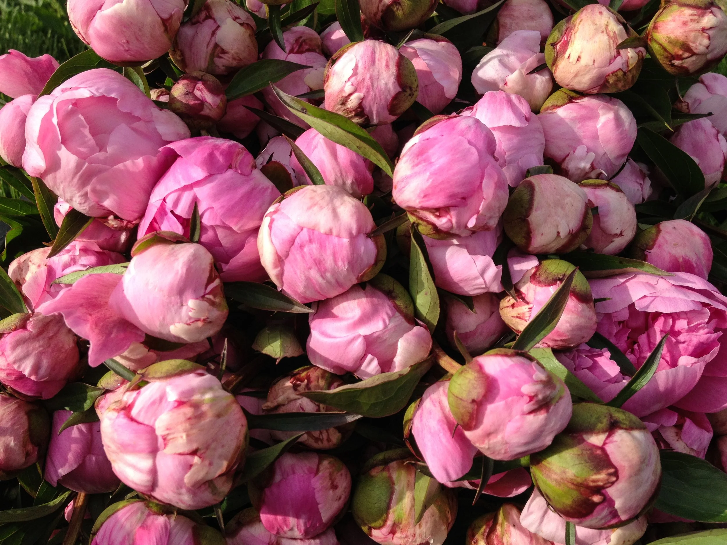 Peony Week 1 Shipping 