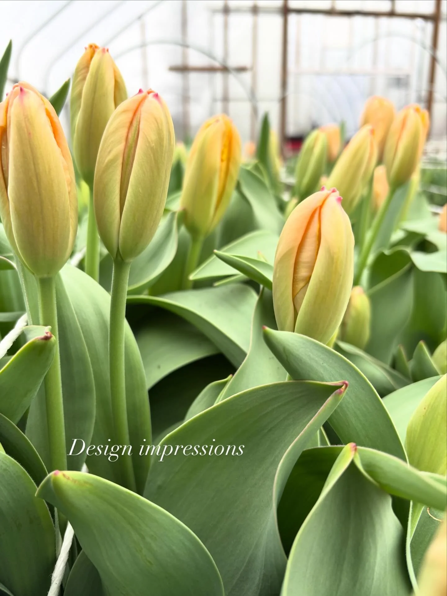 Counting down to tulip season and all the colors of spring 🌷
Tulip subscriptions are open&mdash; Have you ordered yours yet?!