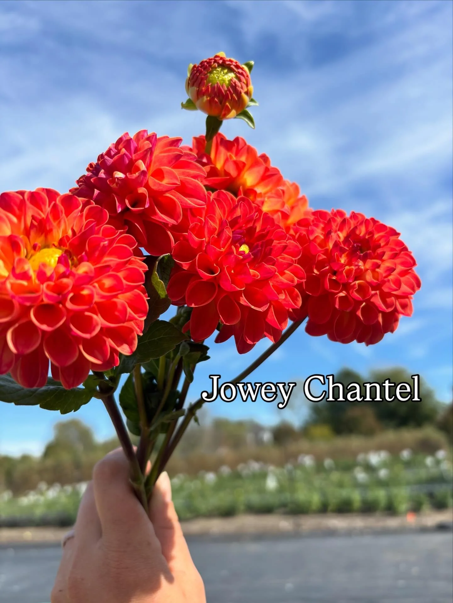 Dahlia dreams start underground 🌸
Plant this spring, bloom big later.
Our Red Twig Farms dahlia tubers are ready to turn your garden into a showstopper.
✨ Limited quantities
🌱 Farm-grown &amp; hand-selected
💐 Blooms all summer long
Grab yours TODA