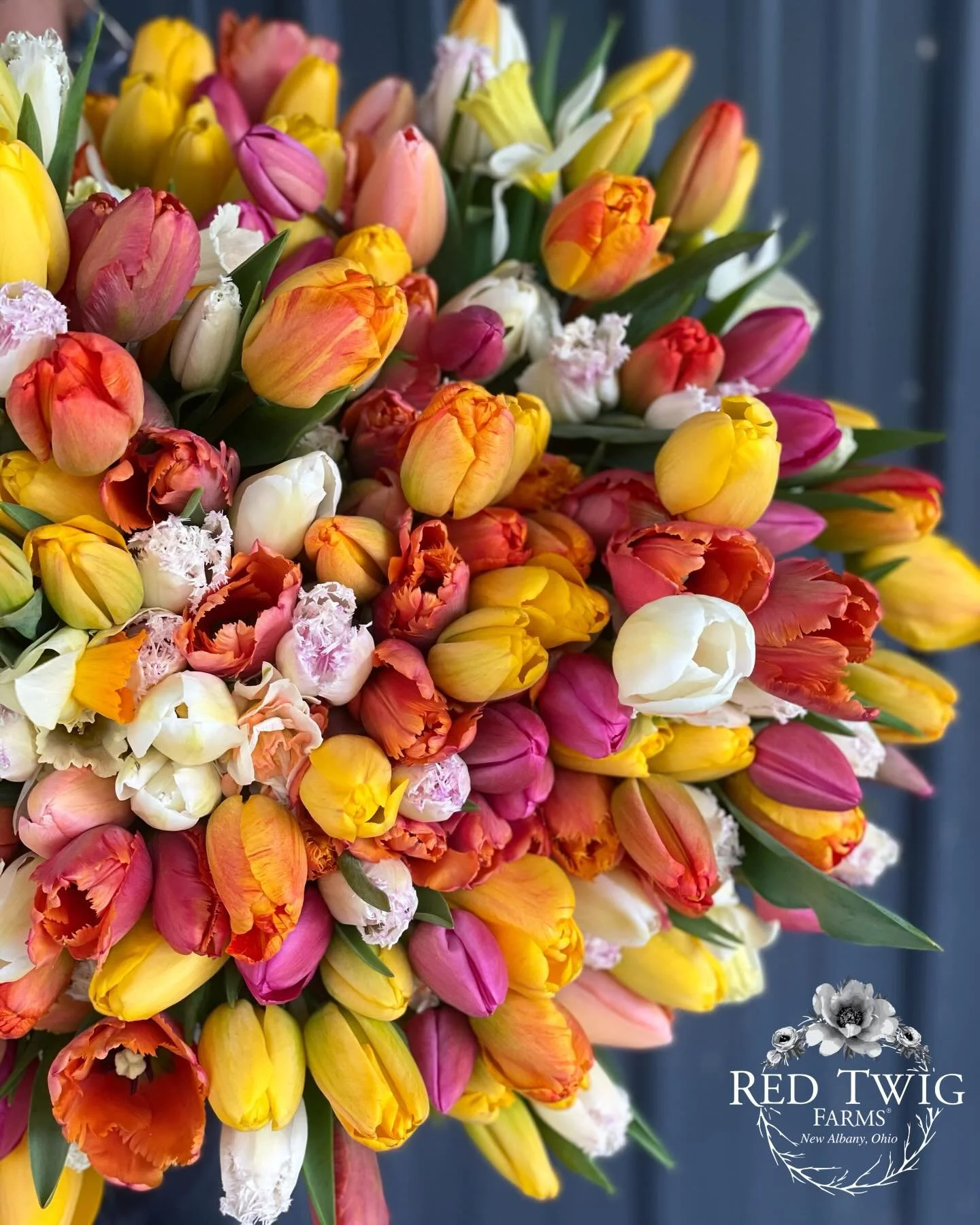 Nothing feels like spring quite like tulips 🌷 
Local pick up &amp; Nationwide shipping 🚚
Late March- April 
✨PREORDER NOW - link in bio✨