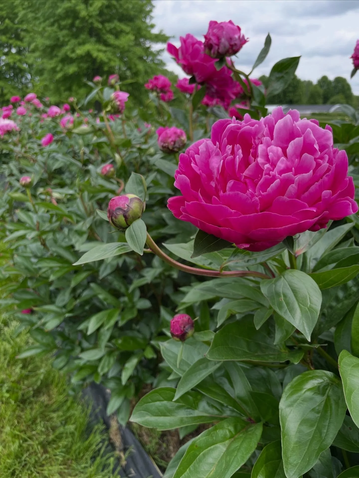 PEONY LOVERS 👀
We have a limited batch of peony plants available for April pick up!
All plants are $25 each
Available varieties:
&bull; Lorelei
&bull; Sunset &amp; Rainbows
&bull; Raspberry Sundae
&bull; Purple Spider
&bull; Coral Charm
DM us the va
