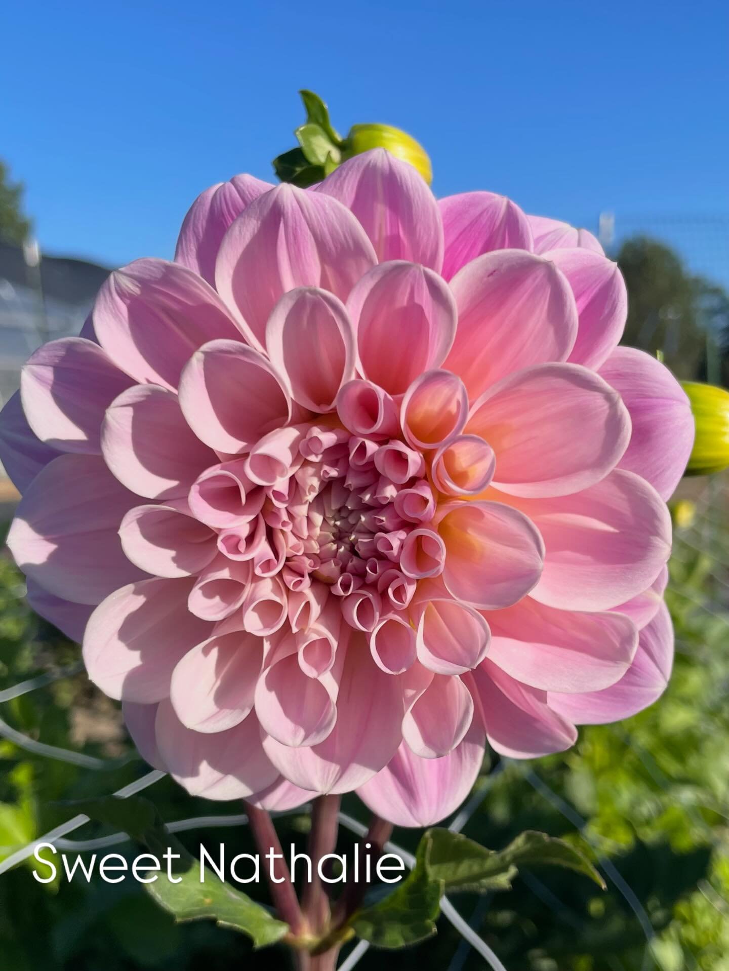 As we&rsquo;re busy dividing dahlia tubers, we&rsquo;ve added some FUN new varieties to the sale! 🌸✨
Freshly divided. Limited quantities.
Check them out on our website &mdash; link in bio!