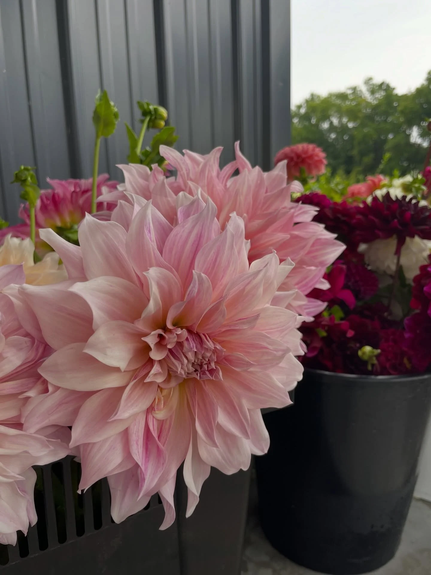 Variety Spotlight ✨
Cafe Au Lait
Known for its dreamy, oversized blooms and soft vintage tones, this dahlia is a must-grow for gardeners and flower farmers alike.
Cafe Au Lait is one of the most sought-after dahlia varieties thanks to its huge, roman