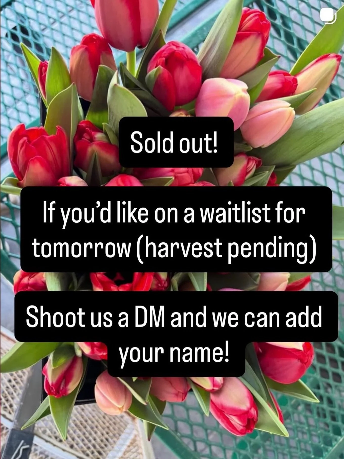 SOLD OUT of our $10 tulip bouquets for tomorrow! 

THANK YOU!