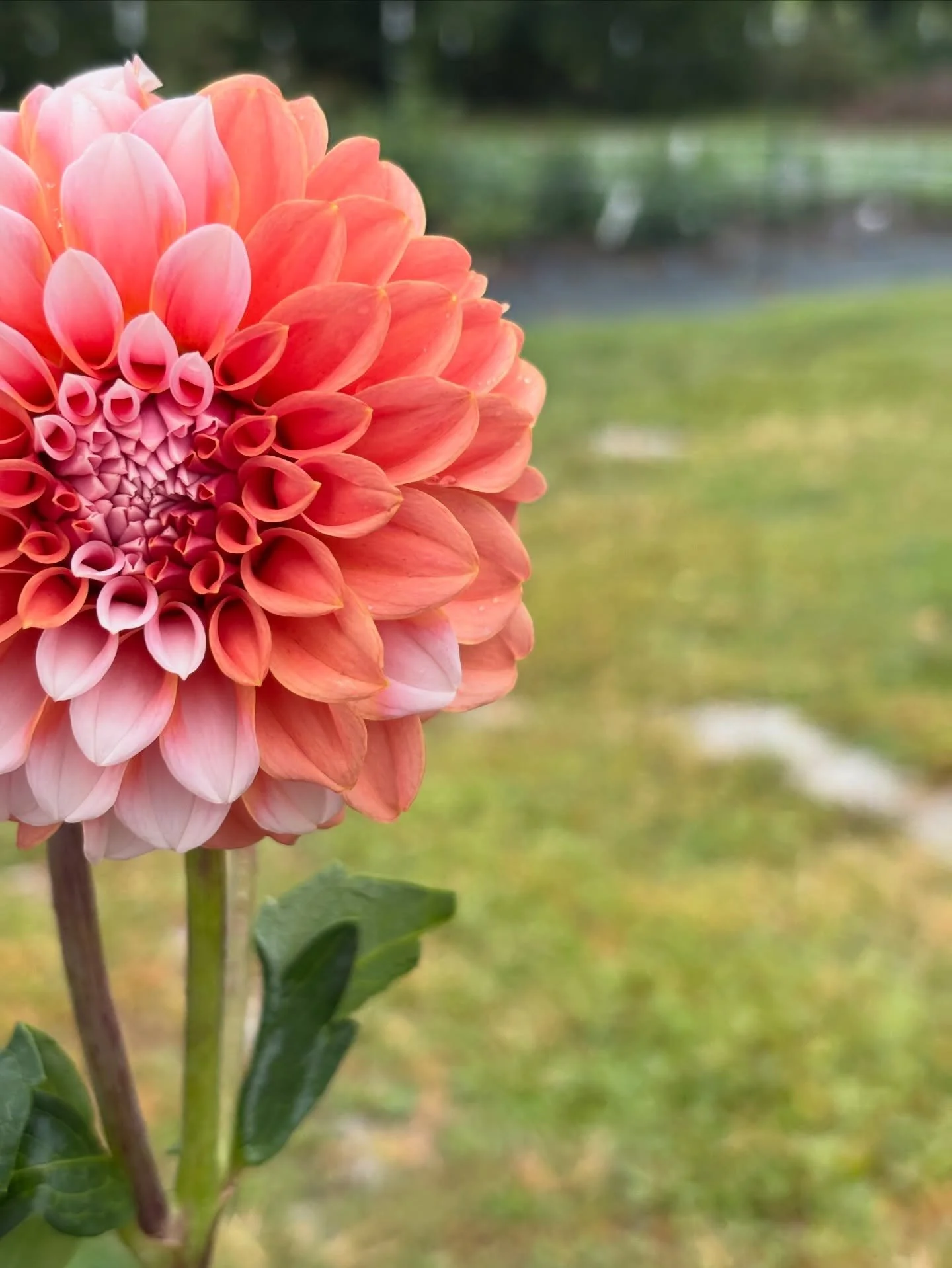 Variety Spotlight ✨ Peaches N&rsquo; Cream 
One of the sweetest dahlias in the field. 🍑
Peaches N&rsquo; Cream is loved for its soft blend of warm peach petals brushed with creamy white &mdash; every bloom looks like it was hand-painted.
✔️ Reliable