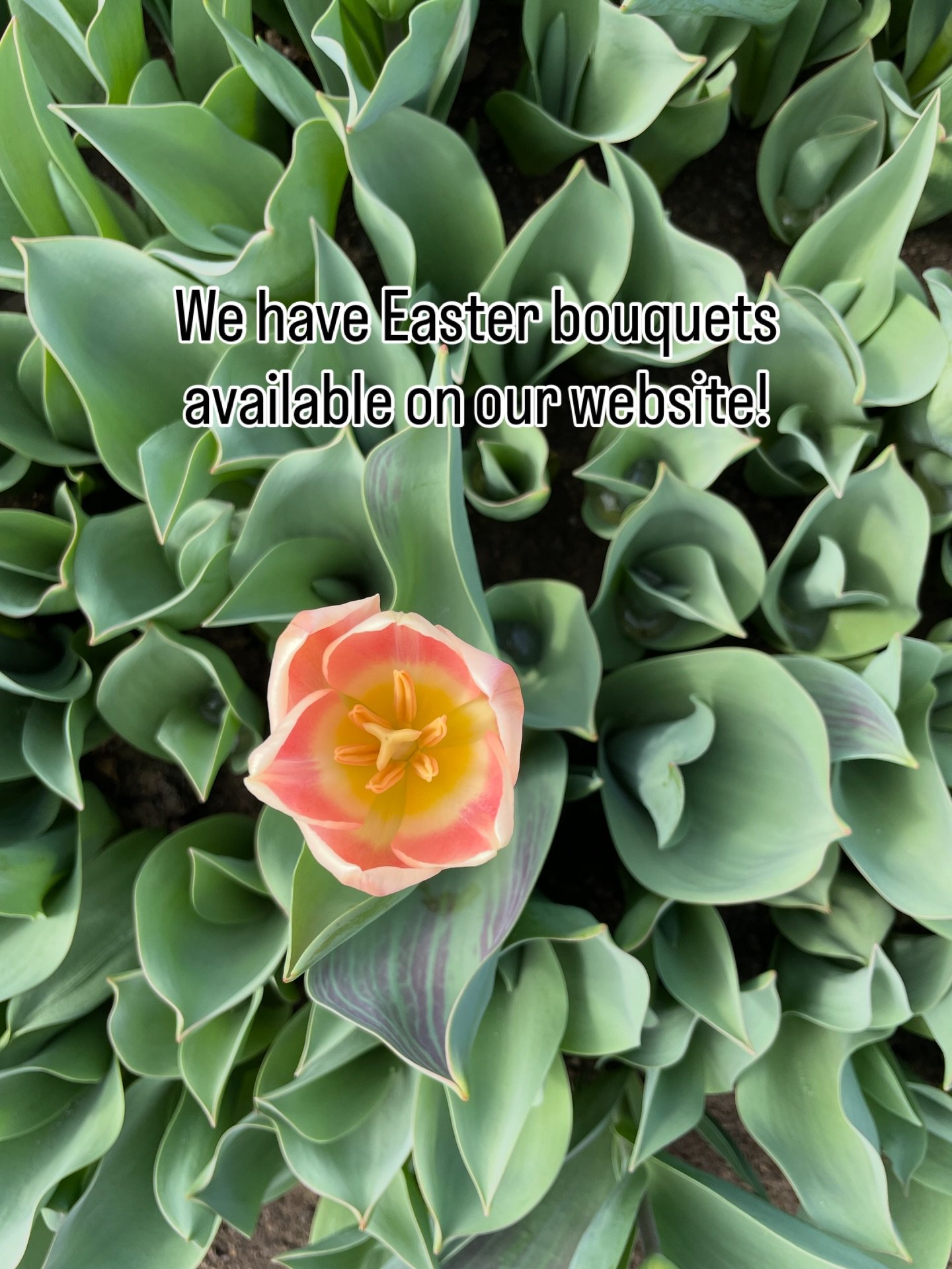 💐Easter bouquets are live on our website now! 
Pick up is Friday, April 3rd 2pm-6pm 
📍14470 Jug St. Johnstown, OH 
Reserve now to secure your spot! 
👉 Link in bio