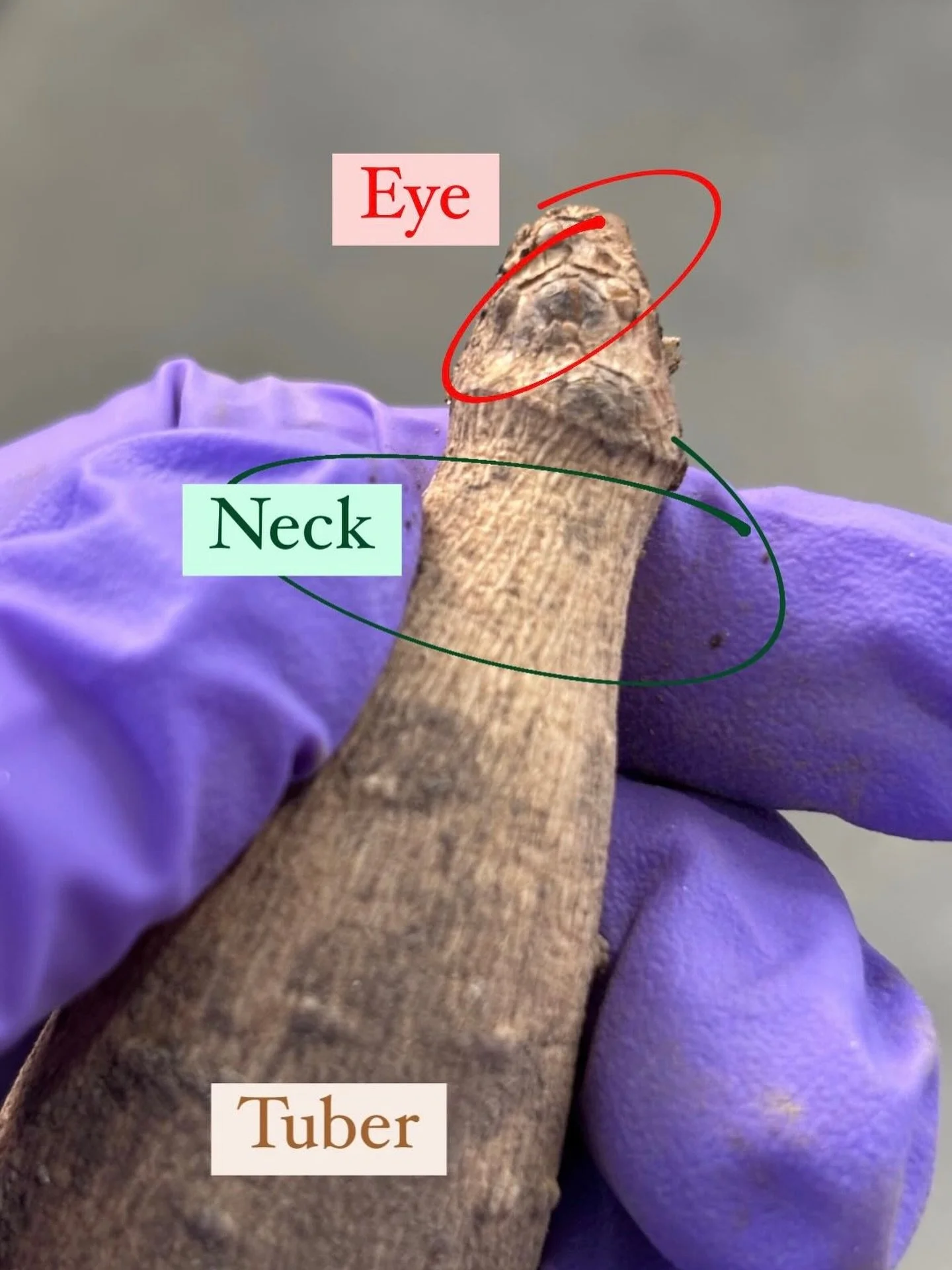 Before the blooms, there&rsquo;s the tuber 🌸
Understanding the anatomy of a dahlia tuber helps ensure a healthy plant and lots of summer flowers.
Eye &rarr; sprout
Neck &rarr; connector
Tuber &rarr; energy storage
It&rsquo;s amazing how something so