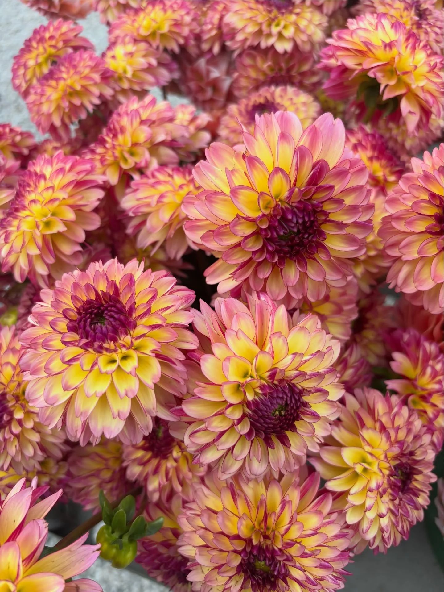 Variety Spotlight ✨
Foxy Lady 
-Perfect Form 
-Abundant producer 
-Endlessly romantic 
🌸 a favorite in the field 
#foxylady #flowerfarm #dahlias