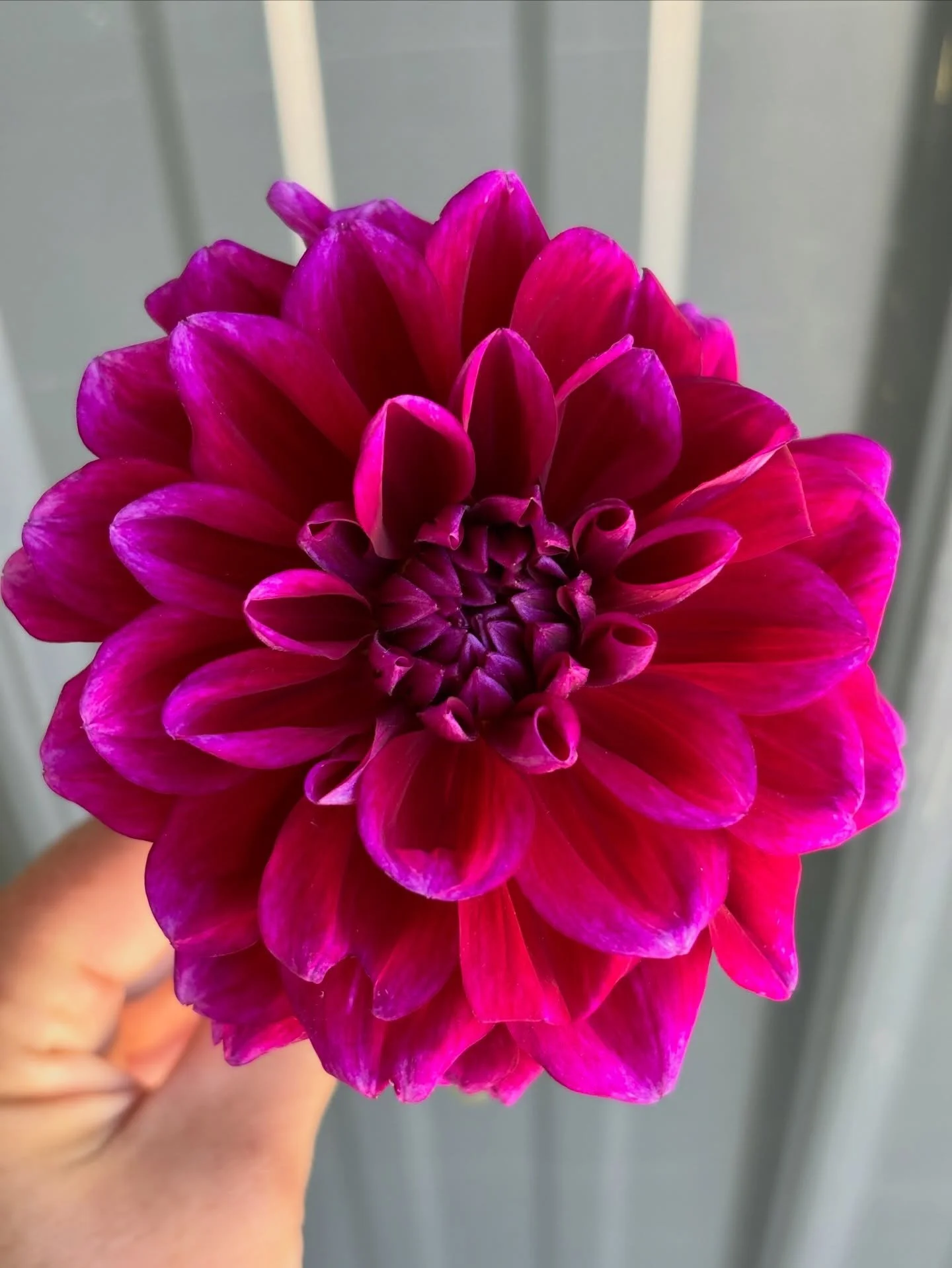 The perfect purple mix 💜

Boogie Nites &bull; Orchid Ice &bull; Dark Spirit &bull; Ivanetti

All the shades of purple.
From inky plum to soft lavender.

#purpledahlias #perfectpurple #flowerfarm