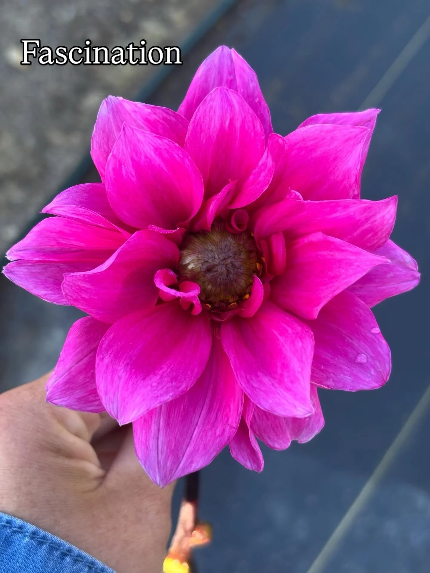 Pink lovers paradise 💗
Fascination, Sandra &amp; Intrigue &mdash; a trio that delivers armfuls of soft, romantic blooms all season long.

#pinkdahlias #dahliatubers #flowerfarm
