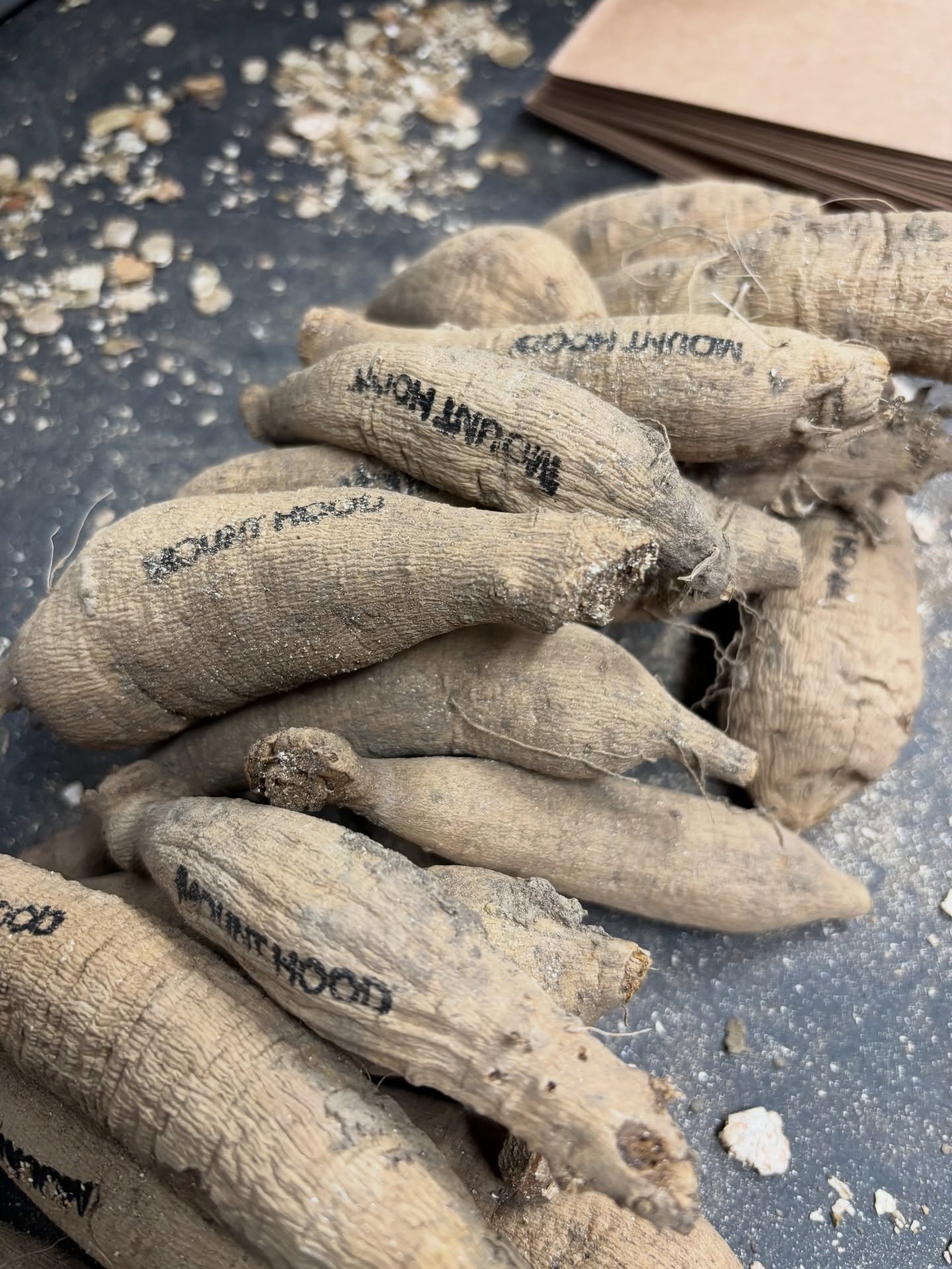 Did you know&hellip;
there&rsquo;s still time to grow your own dahlia garden this season?
We have several beautiful dahlia tuber varieties still available&mdash;ready to be planted (once your soil is 60 degrees or above) and turned into armfuls of bl