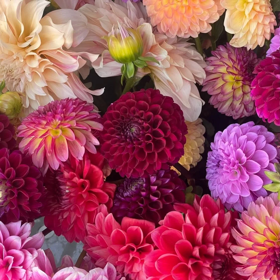 If you&rsquo;ve ever wondered where those &ldquo;how is that even real&rdquo; flowers come from&hellip;

&hellip;it starts right here 👇

🌸 DAHLIA TUBERS 🌸

Every single bloom you see started as one tuber planted in the ground&hellip; and turned in