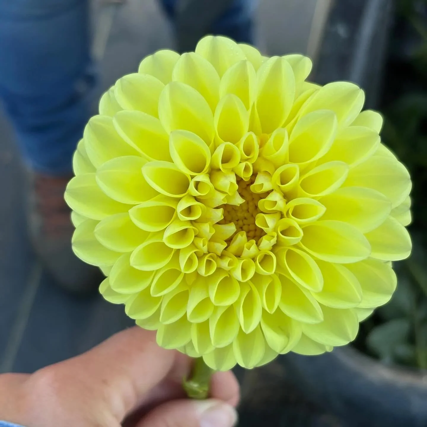 Buy the tubers.
Grow the flowers.
Become the friend everyone asks for bouquets. 🌸 Shop today!