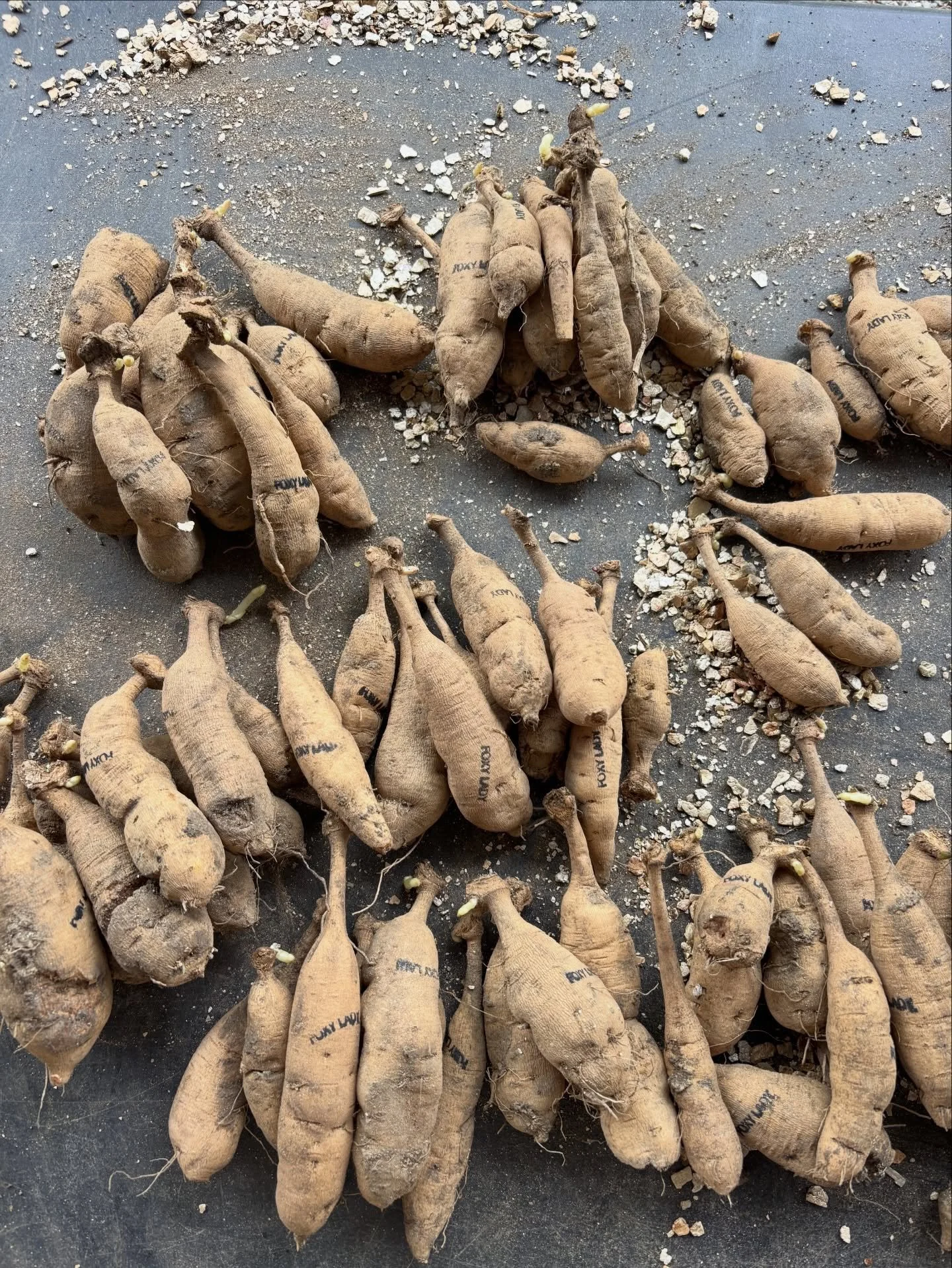 Let&rsquo;s talk dahlia tubers 🌱🥔
Dormant eyes vs. overachieving eyes &mdash; both are ready to grow
No matter what they look like now, they&rsquo;ll be blooming their hearts out by late summer until the first frost 🌸