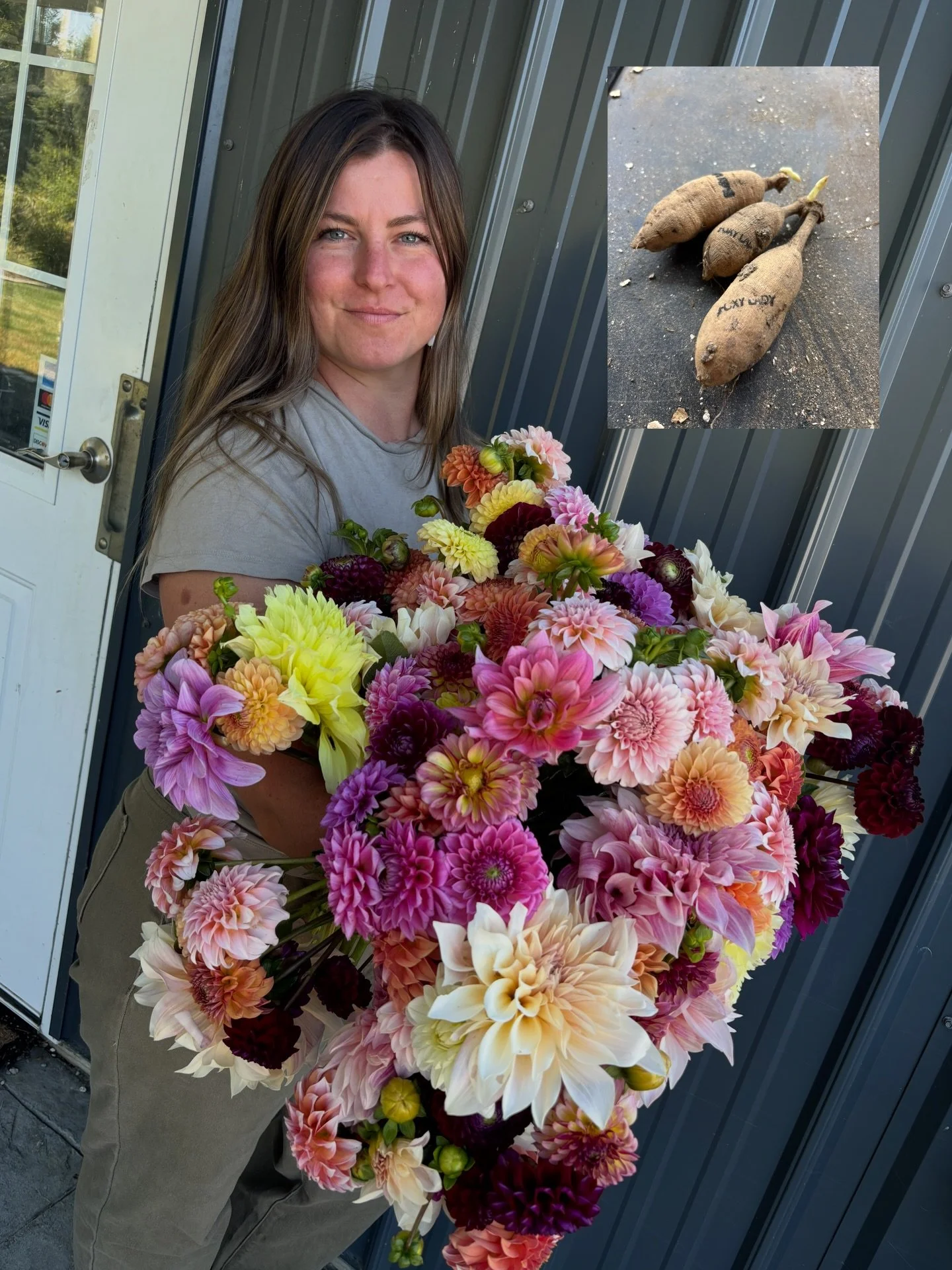 What questions do you have about planting dahlias?