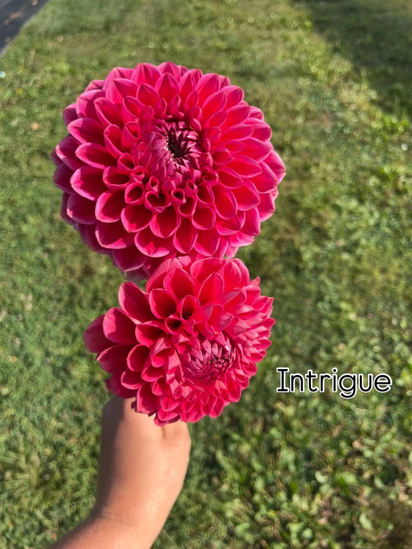 LOW STOCK ALERT 🚨 

Some of our most-loved dahlia varieties are almost gone 🌸
If you&rsquo;ve had your eye on a favorite, now&rsquo;s the time&mdash;once they&rsquo;re sold out, they&rsquo;re gone for the season. Limited quantities left and no rest