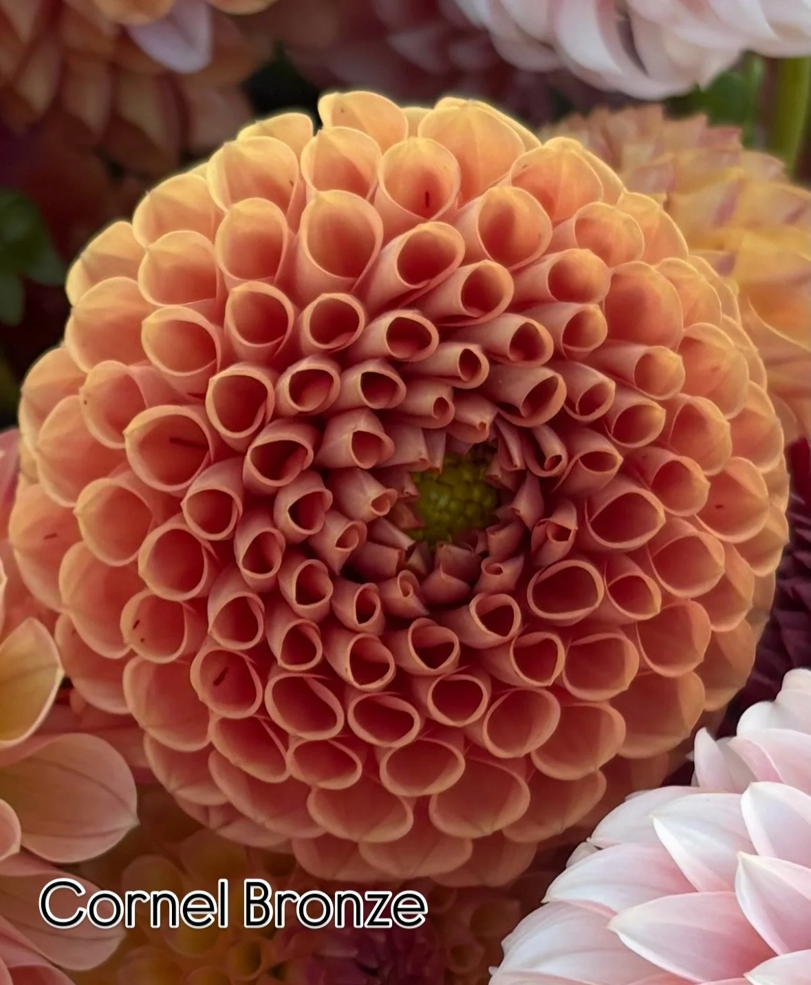 3 dahlias that do not quit 🌸
These are the overachievers of the garden&mdash;pumping out bloom after bloom all the way until frost. If you&rsquo;re looking for nonstop color and armfuls of stems, start with these.
Plant once, cut often, and watch th