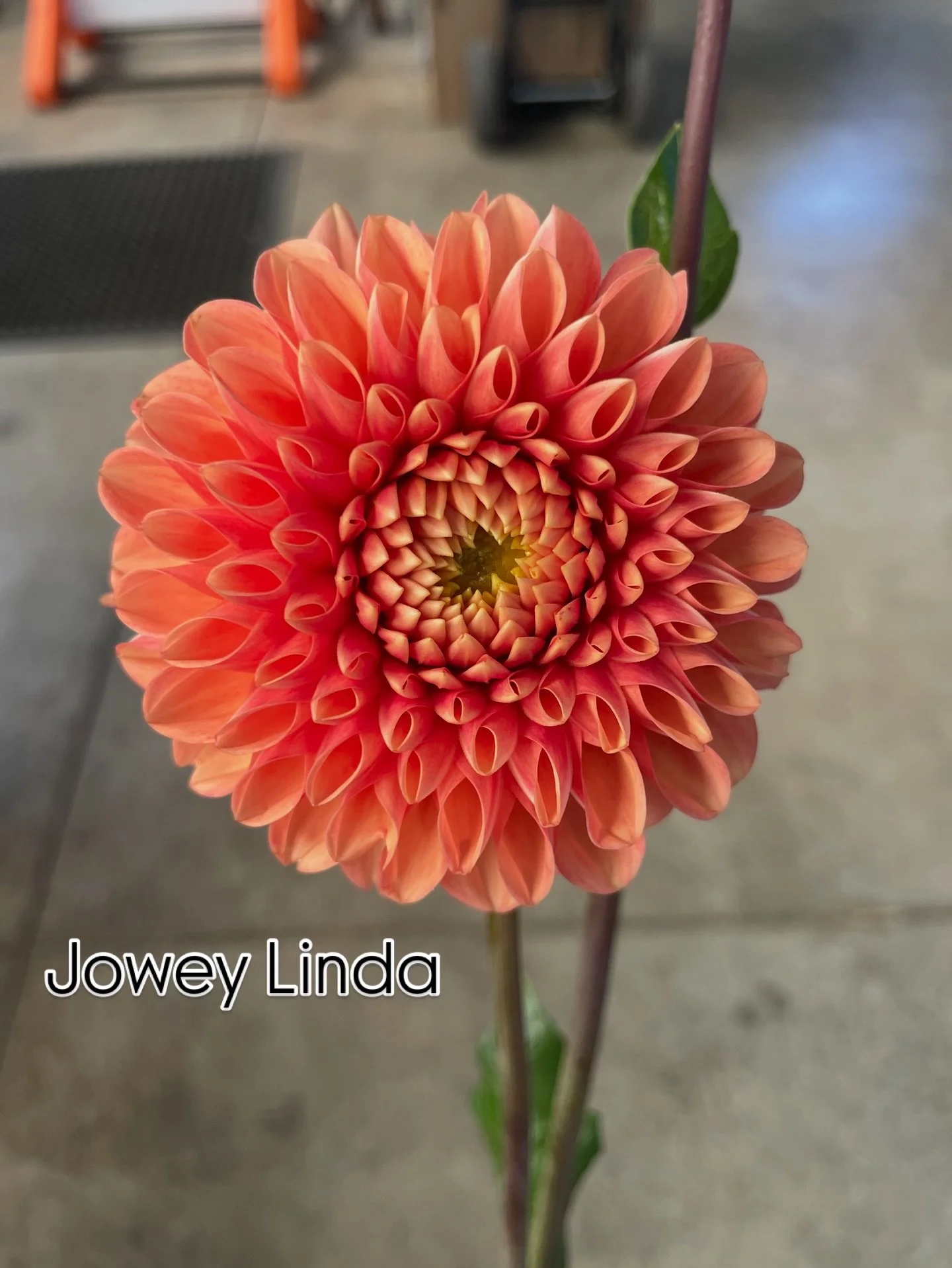 🌸 A fresh restock of dahlia tubers just hit the shop! 
These varieties were SOLD OUT - now they are back with limited quantities! 

If you&rsquo;ve been waiting for your favorites (or missed out the first round), now&rsquo;s your chance to grab them