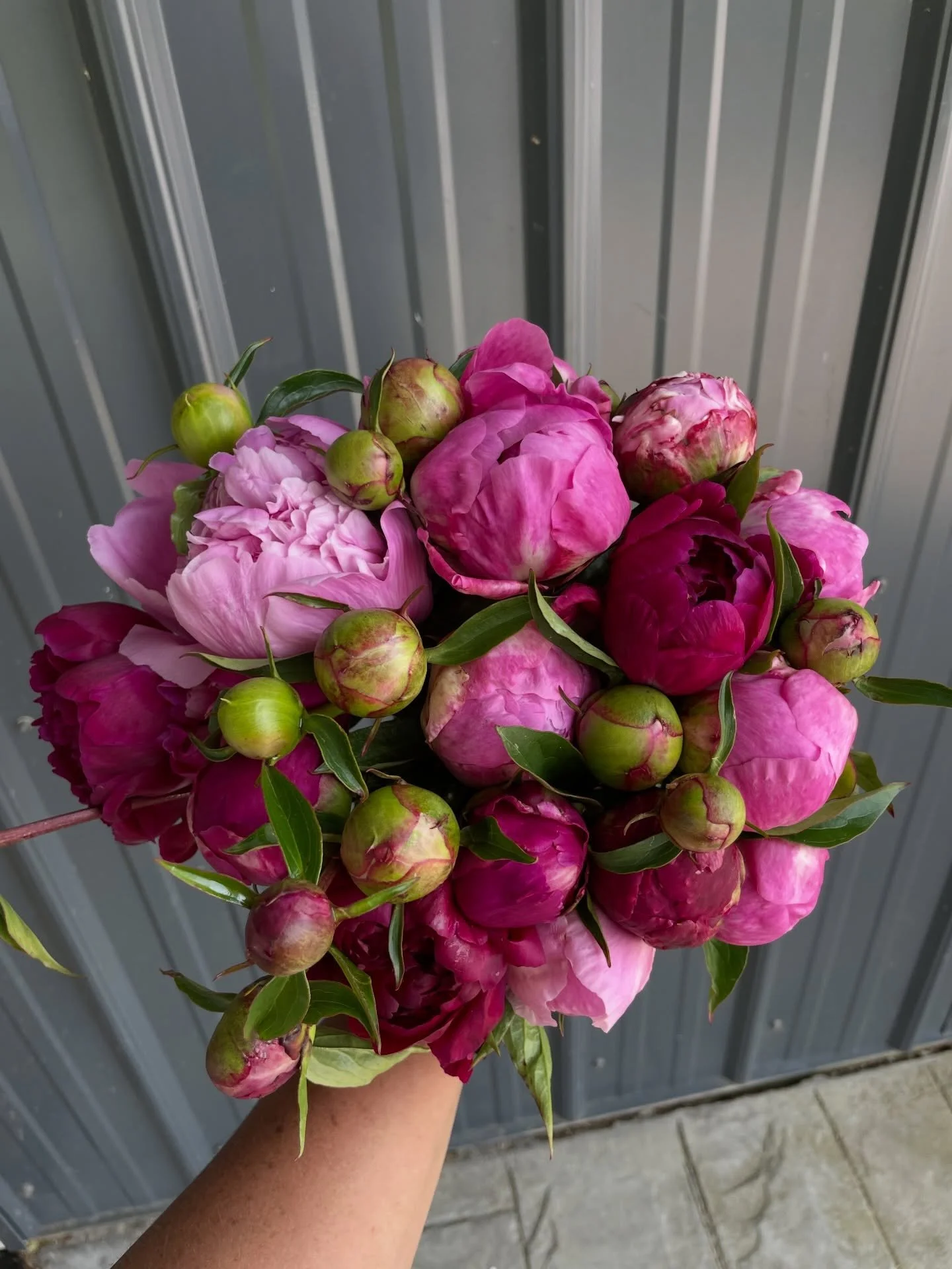 We wait all year for this 🌸

It&rsquo;s officially peony season at the farm! 
Our first varieties are beginning to bloom, and that means pre-order emails for pickup and shipping are starting to roll out. We can&rsquo;t wait to get these flowers into