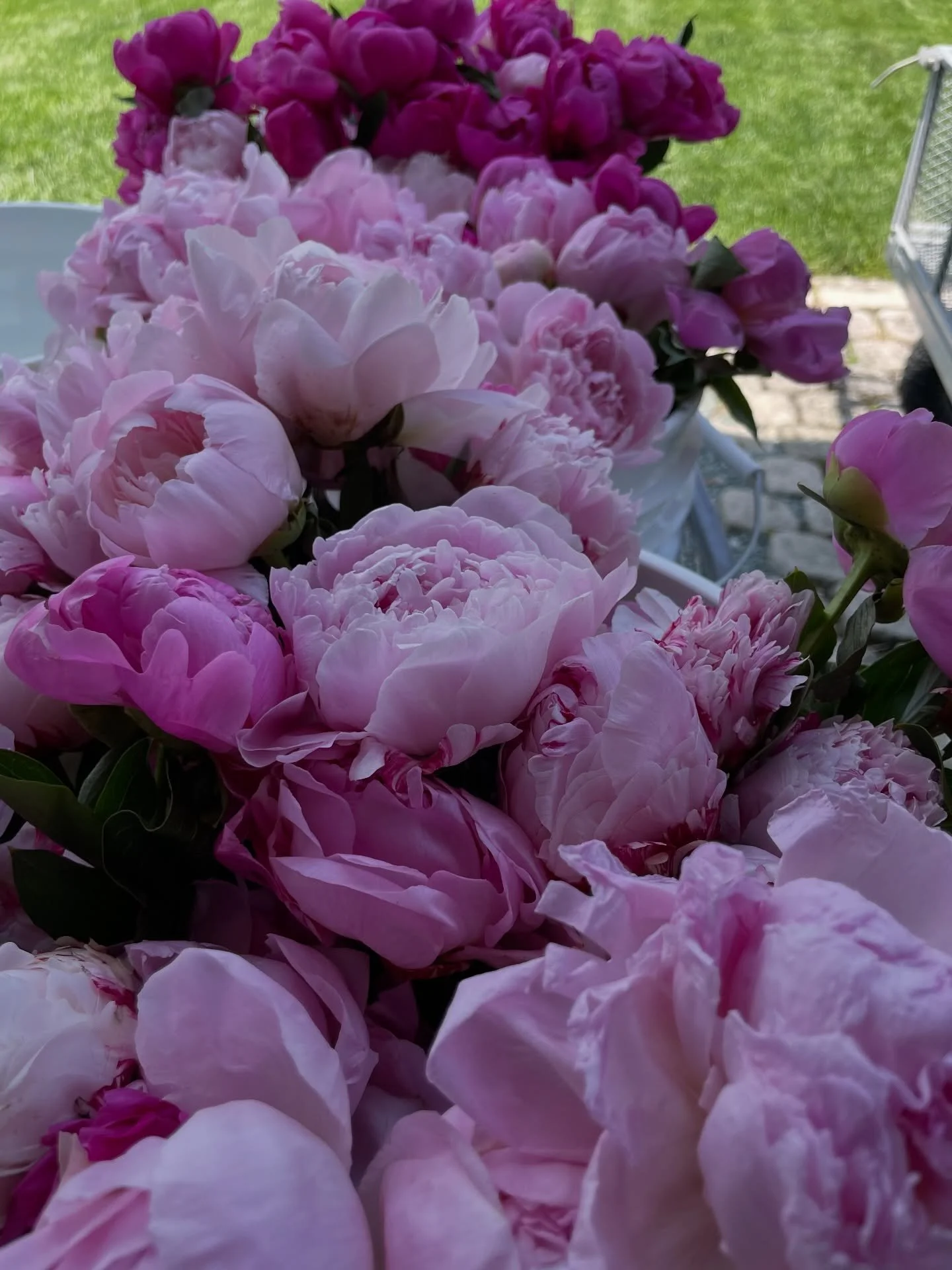 There&rsquo;s just something about peony season 💕
The giant blooms, the fragrance, the excitement of those first harvests&hellip; it&rsquo;s finally beginning and we&rsquo;re soaking up every second of it. 🌸
#peonyseason #peonyflowers #peonies