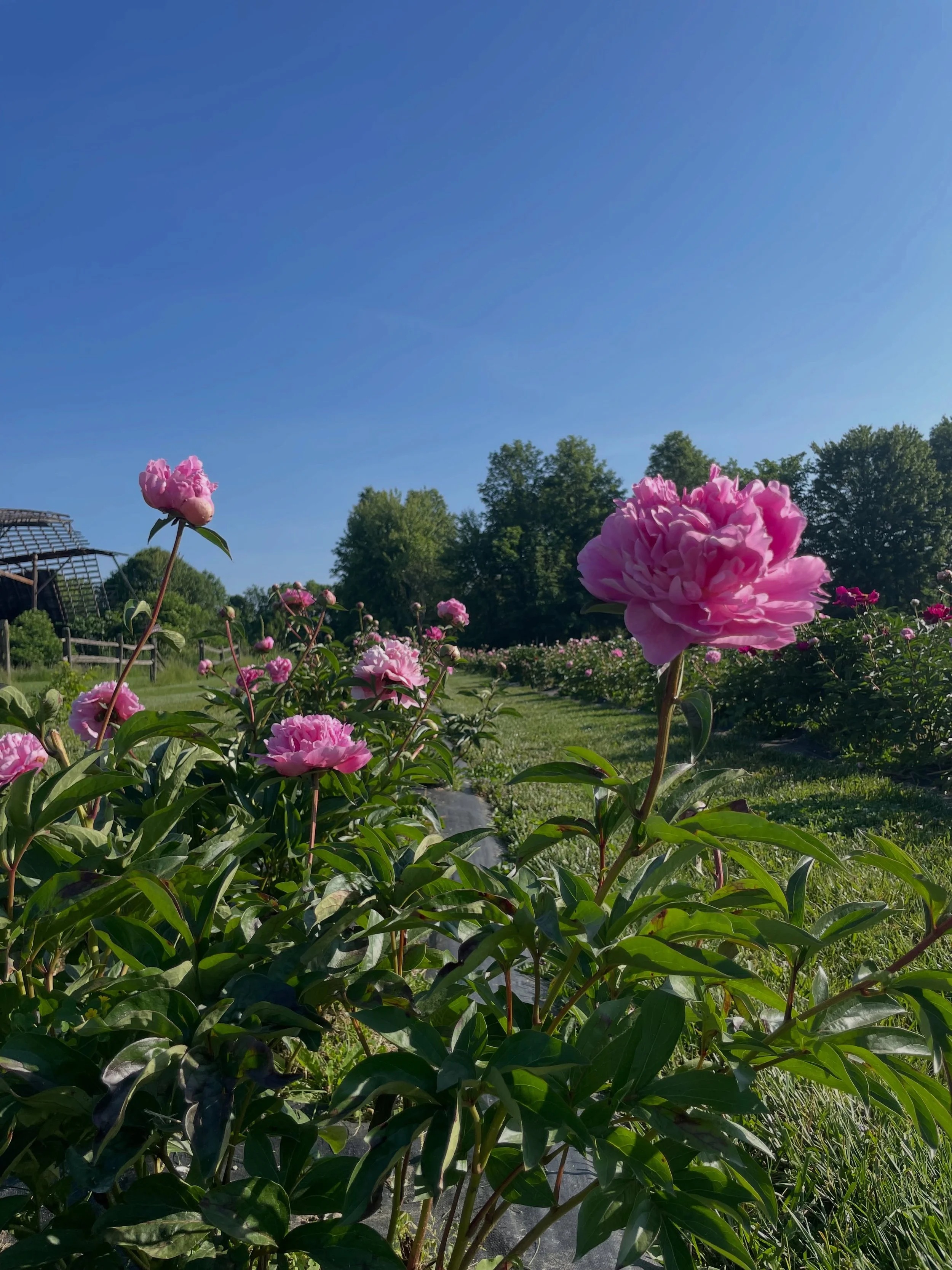 Peony season is officially here 🌸✨
The fields are bursting into bloom and we wait all year for this moment. 

Keep an eye on your inbox and our post/stories &mdash; bouquet pickups and garden grade sales are happening! 🤍🌿

It&rsquo;s the most beau